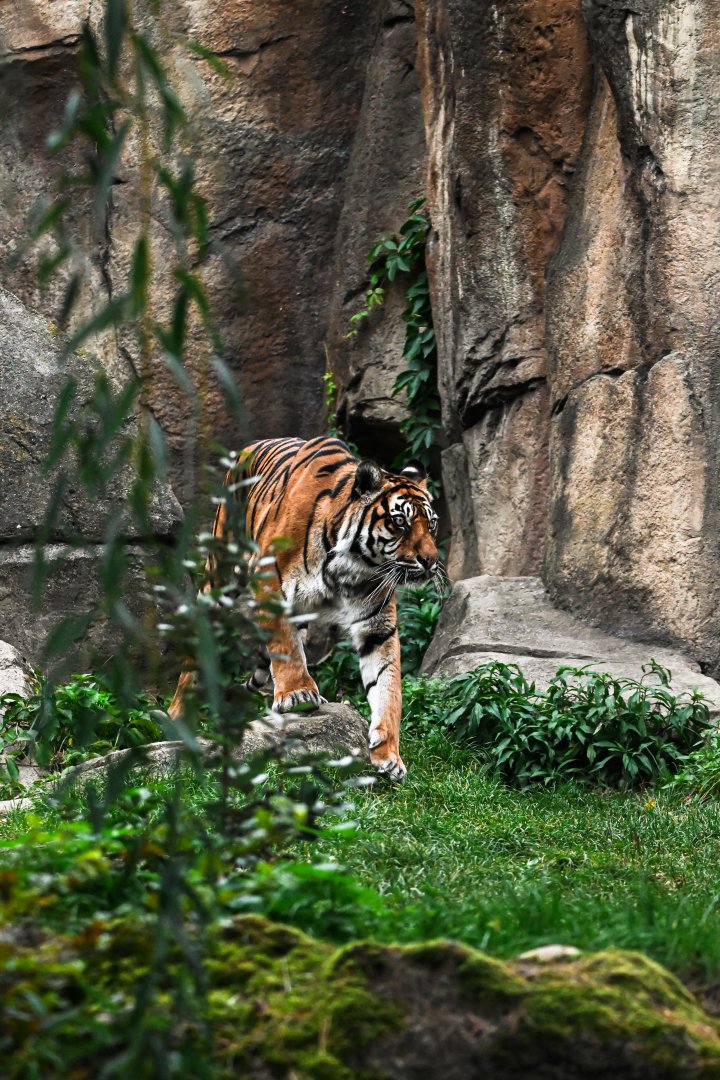 Sumatran tiger