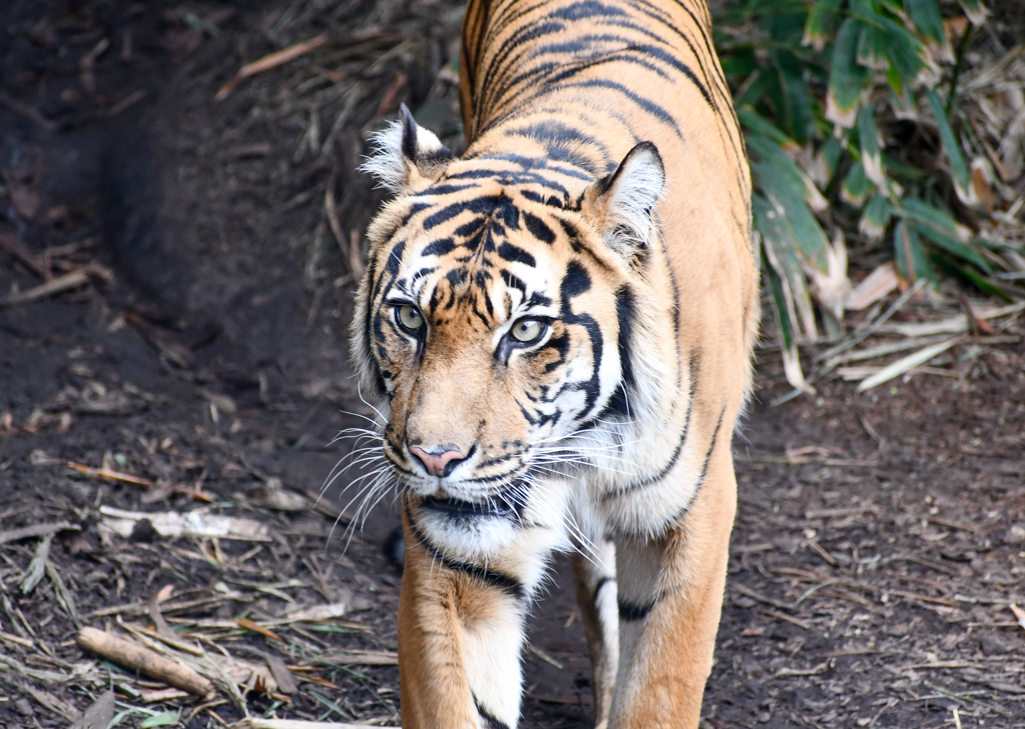 Sumatran Tiger