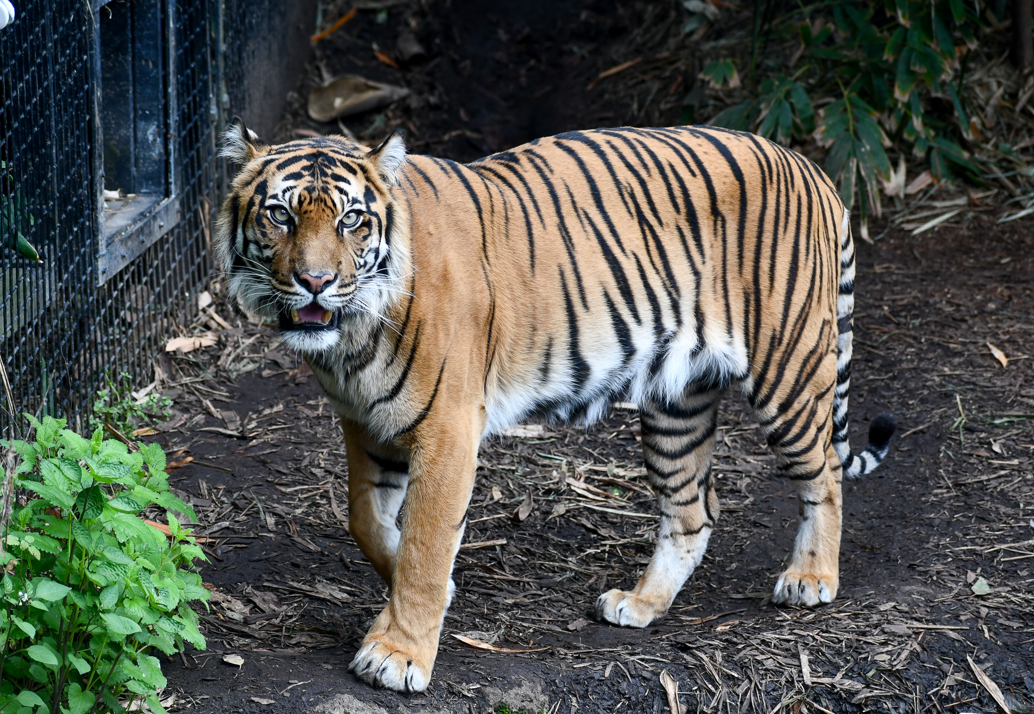 Sumatran Tiger
