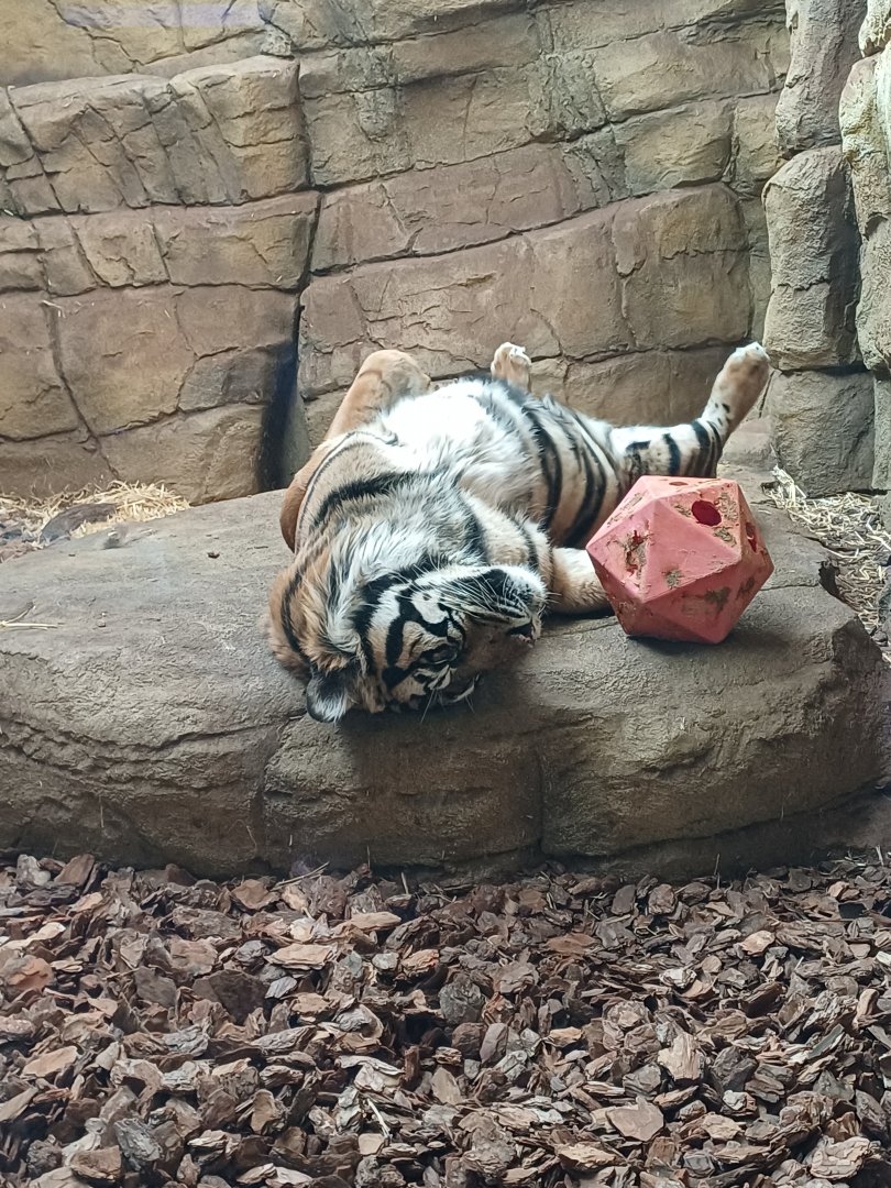 Sumatran Tiger