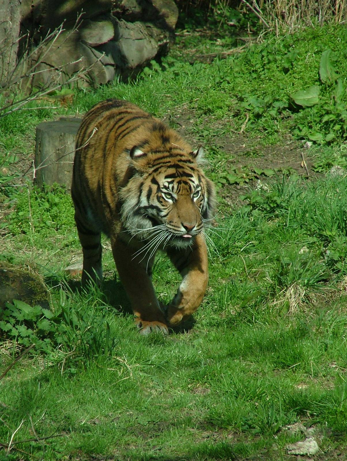 Sumatran Tiger