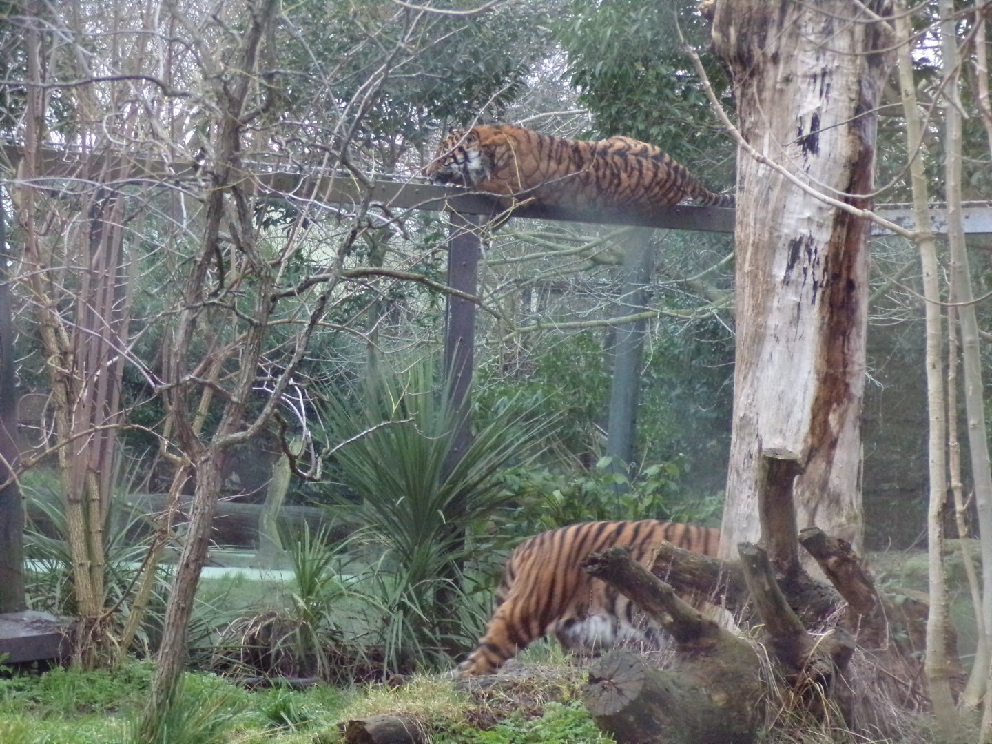 Sumatran tigers 11.2.25