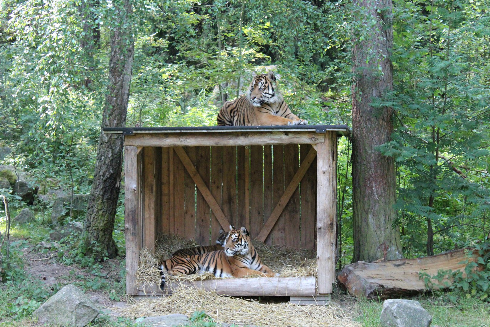 Sumatran tigers (2013)