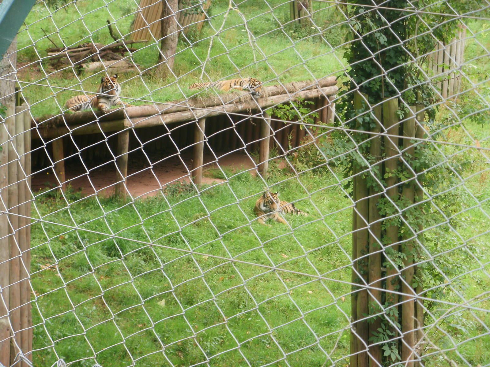 Sumatran Tigers - 27.07.2010