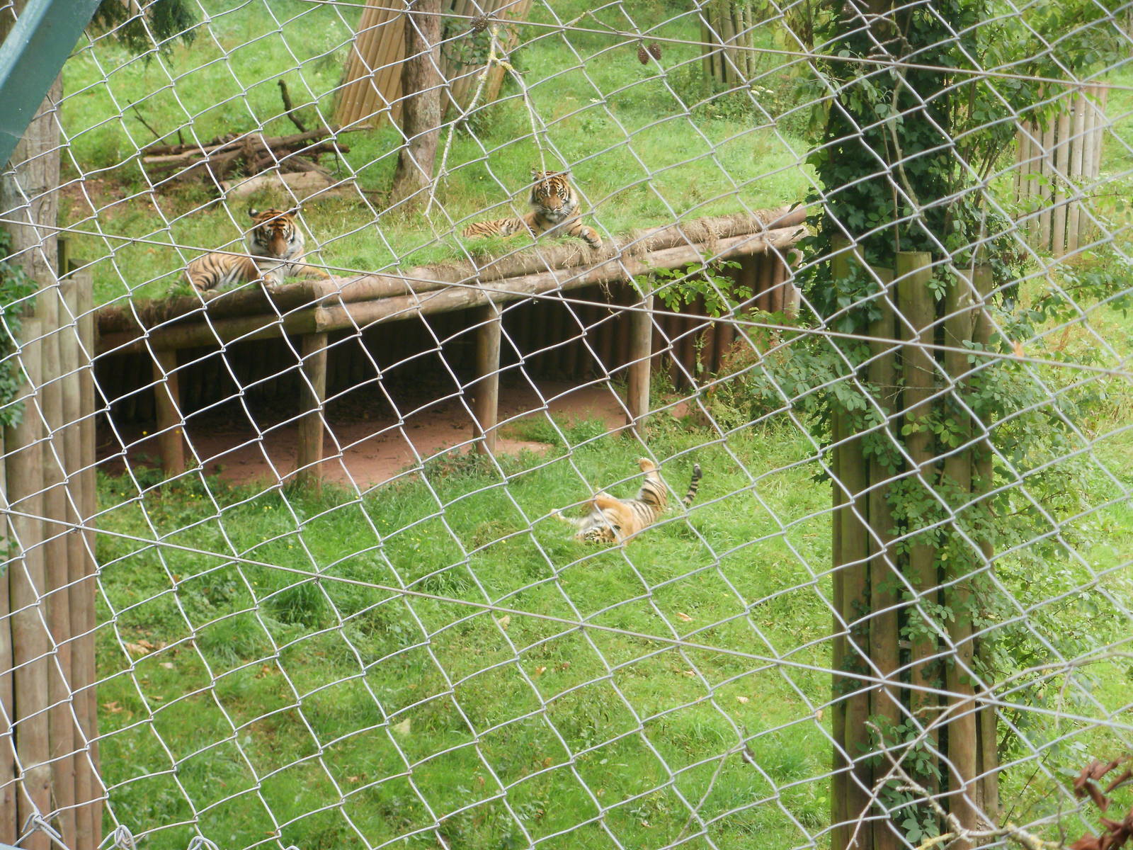 Sumatran Tigers - 27.07.2010