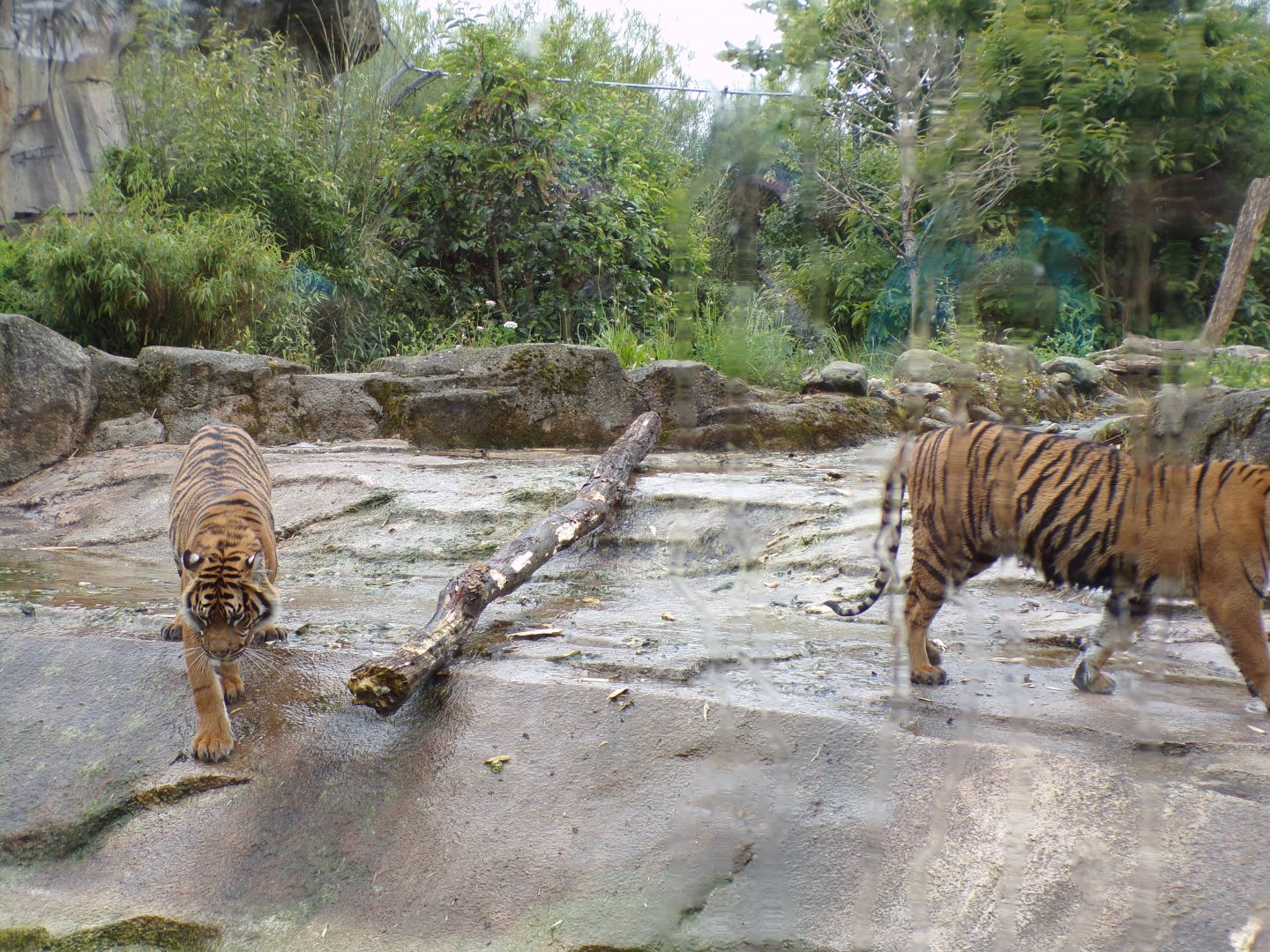 Sumatran tigers 29.6.24