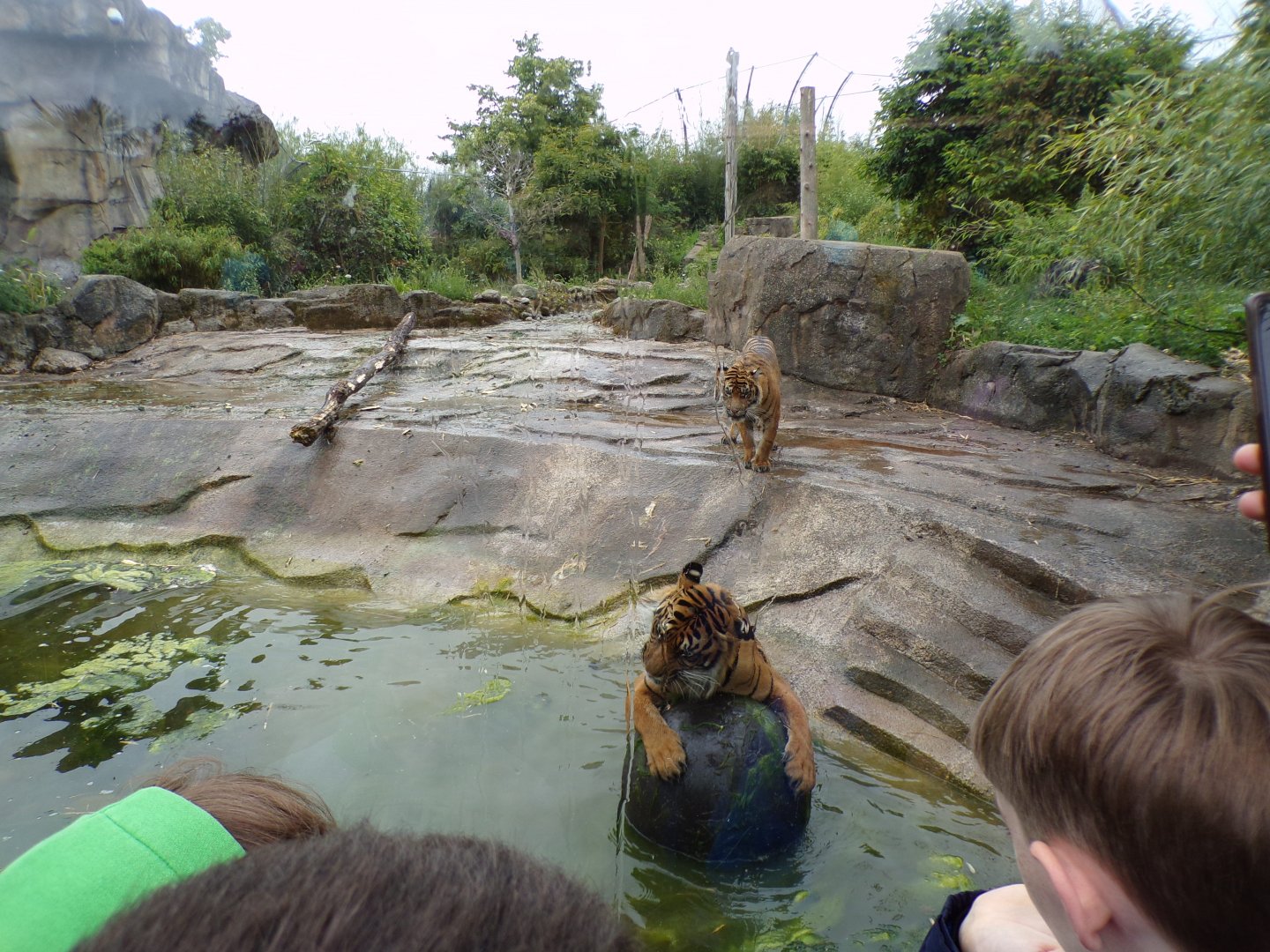 Sumatran tigers 29.6.24