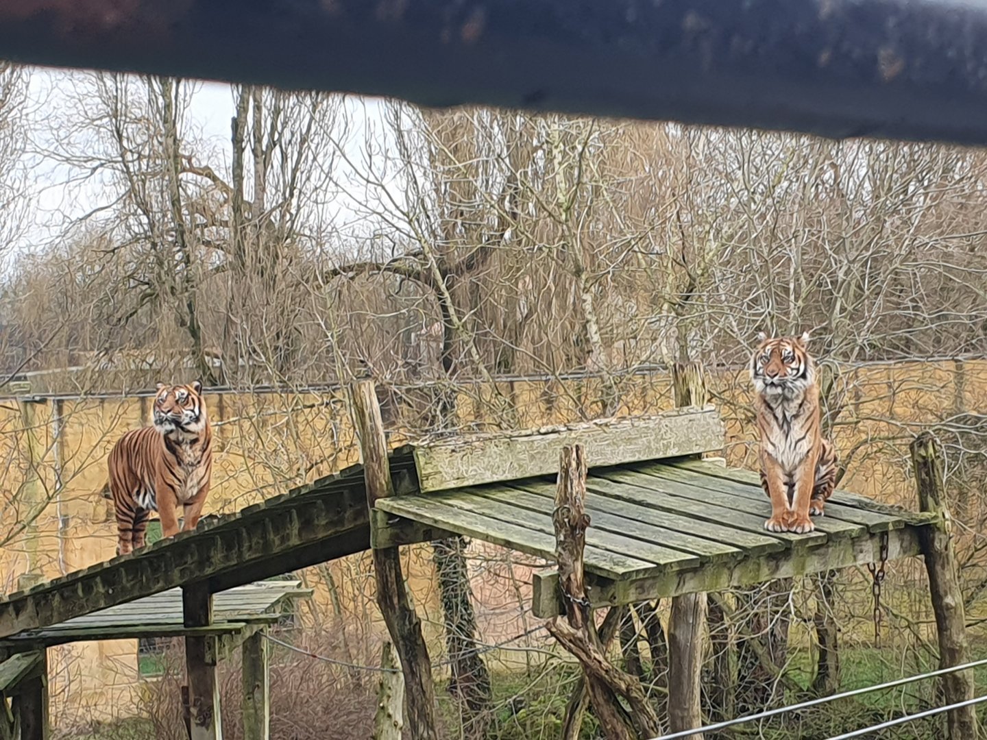 Sumatran Tigers 3/1/24