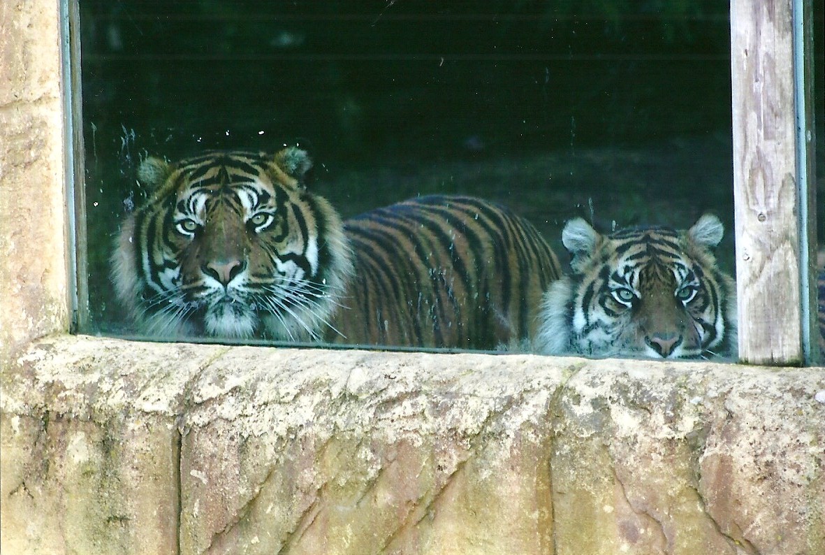 Sumatran Tigers 4th January 2013