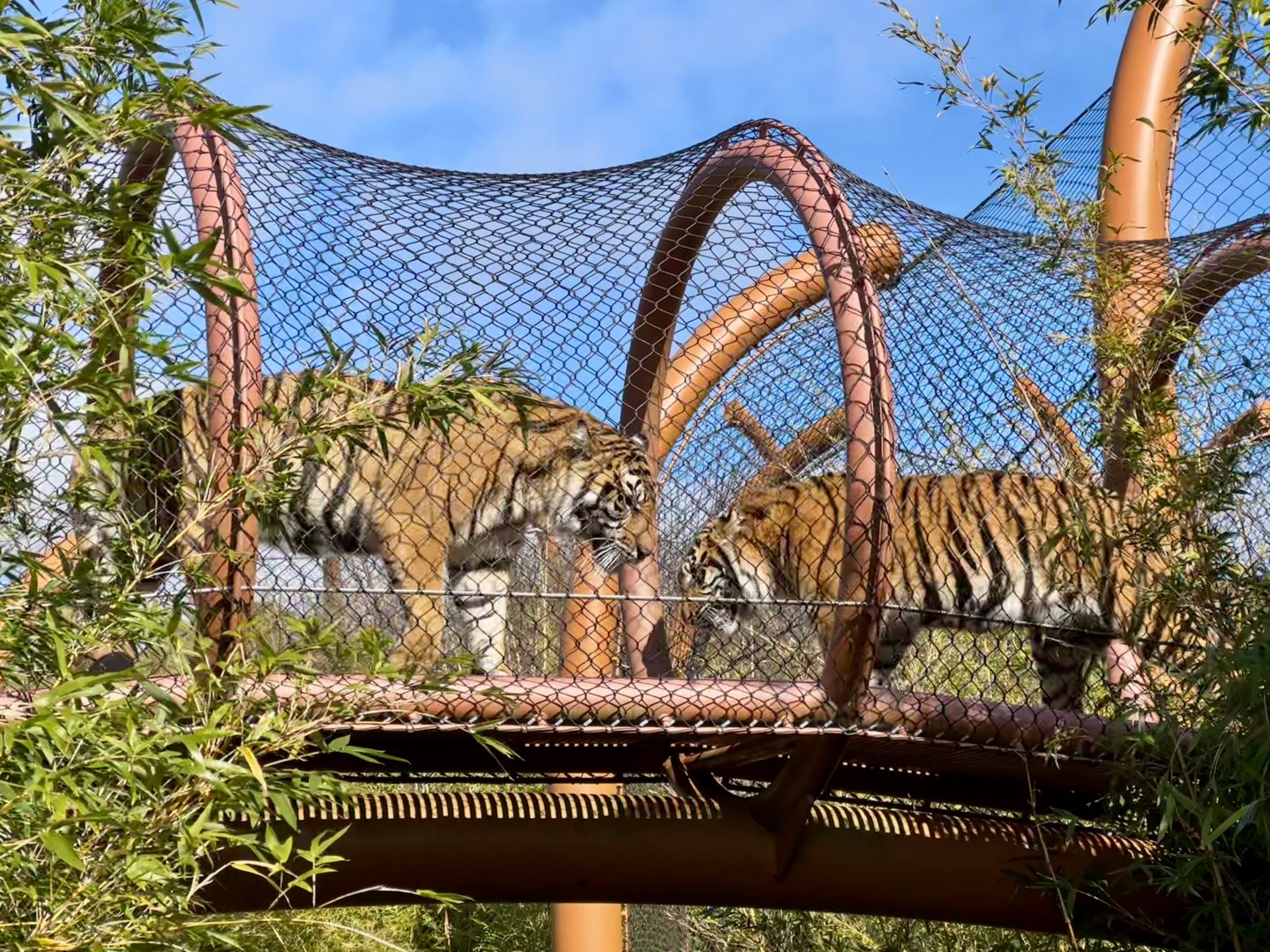 Sumatran Tigers (Aerial Pathway)
