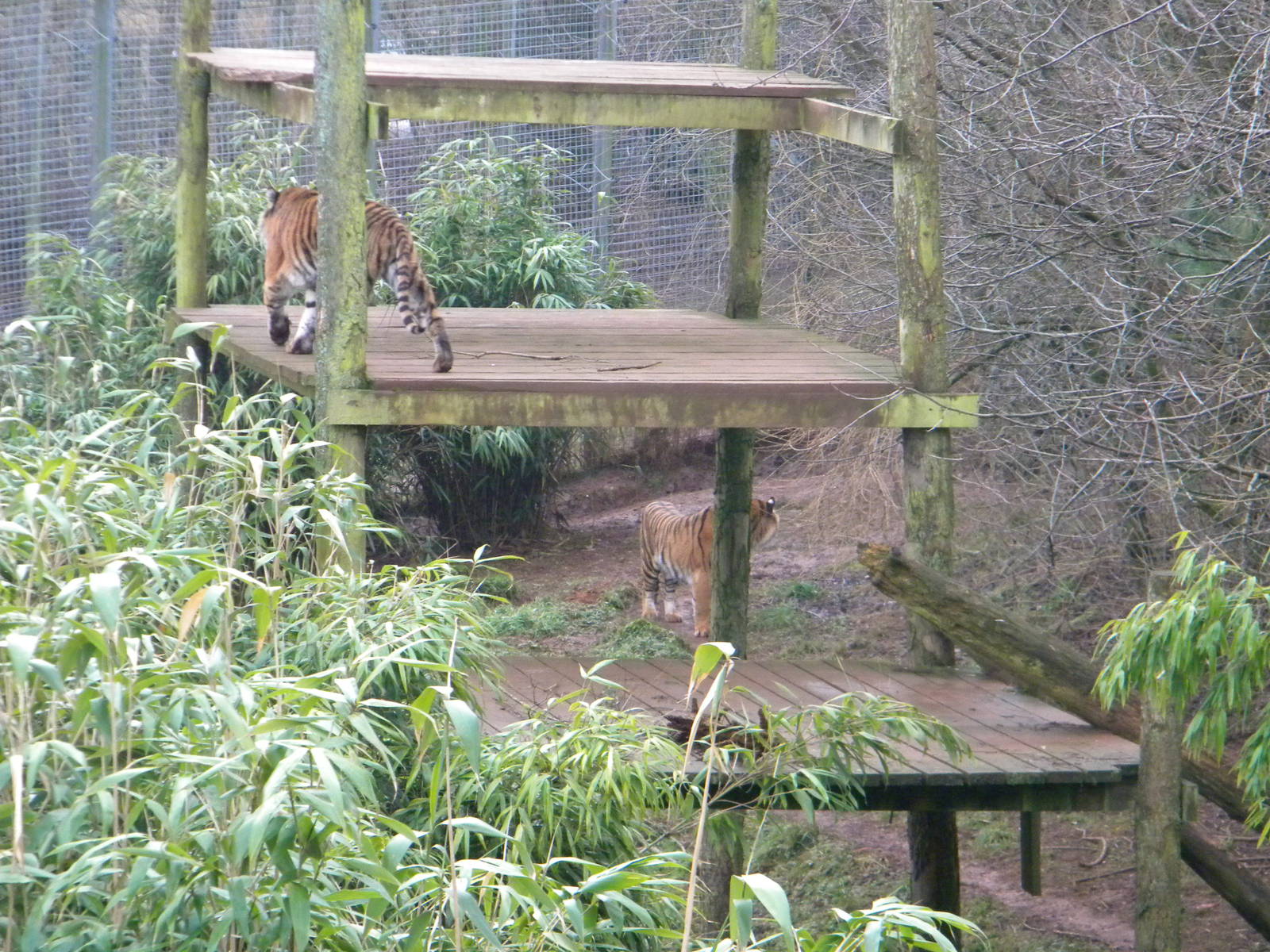 Sumatran Tiger's Alisha and Padang.