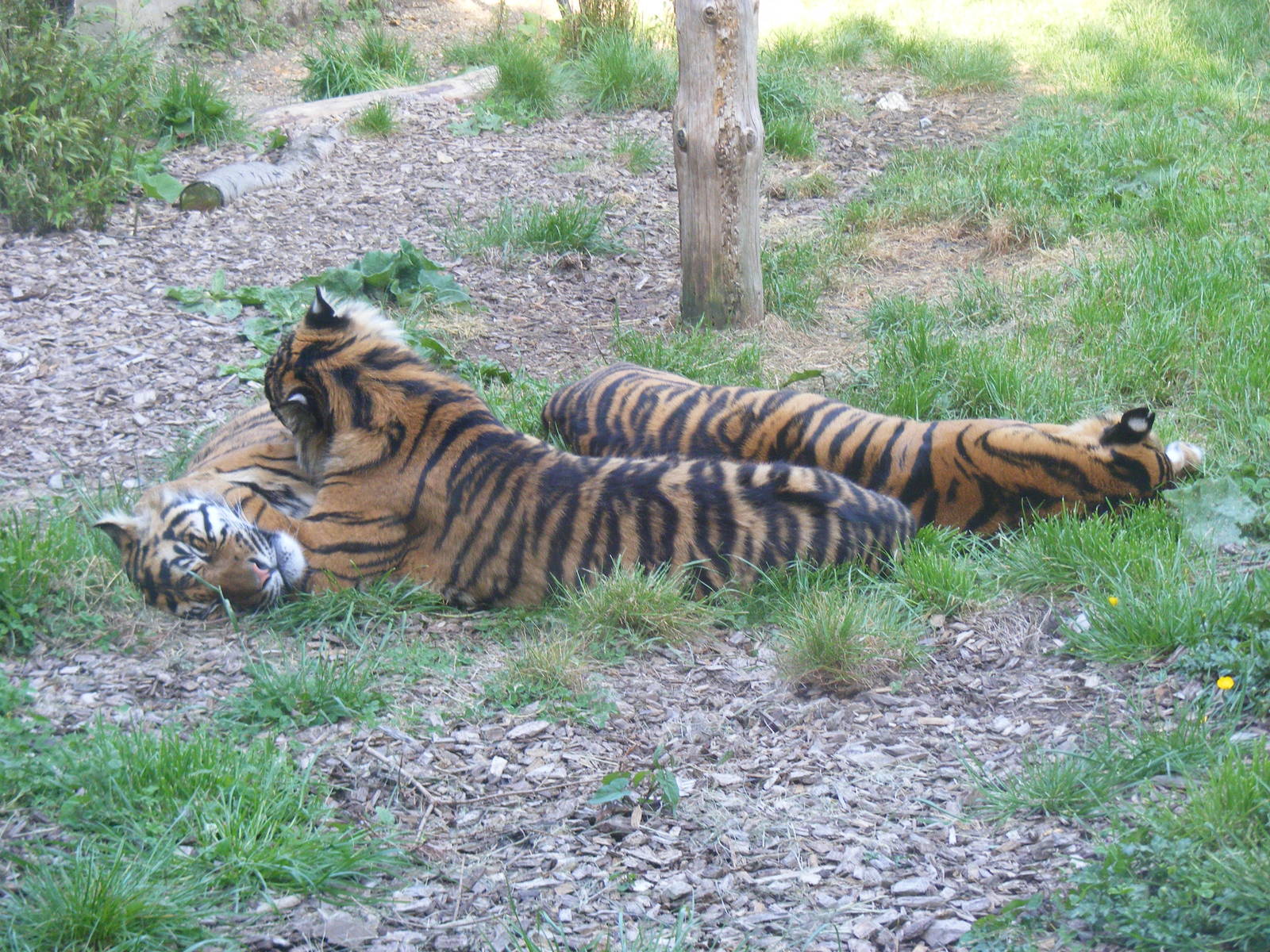 Sumatran tigers at Chessington Zoo, 24 May 2009