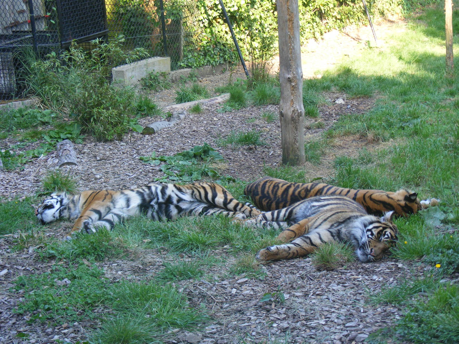 Sumatran tigers at Chessington Zoo, 24 May 2009