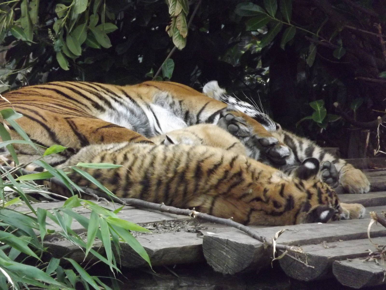 Sumatran Tigers at Chester Zoo 31/03/12