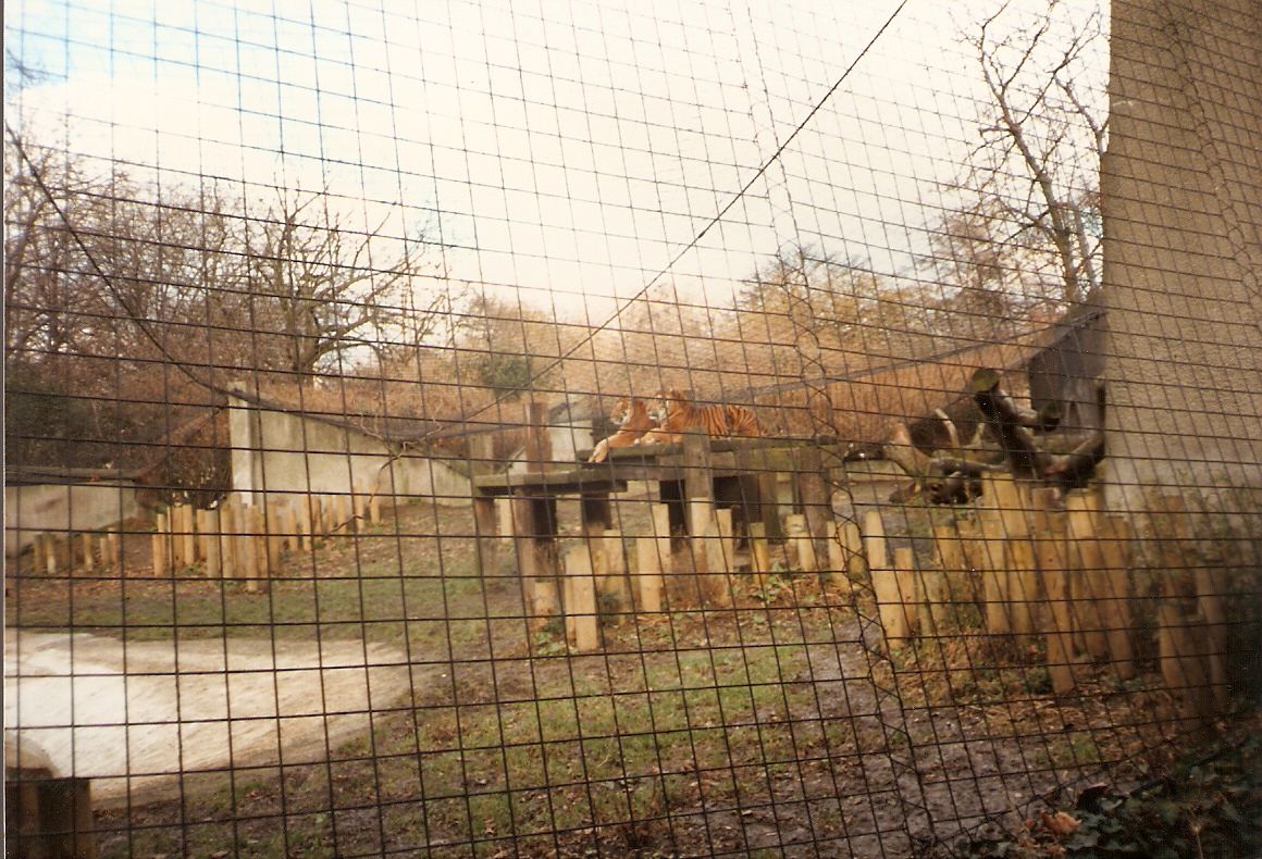 Sumatran tigers at London Zoo, 15 February 1987