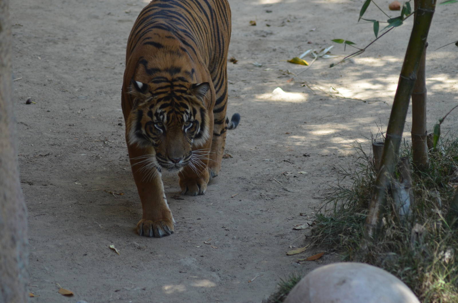 Sumatran Tigers At Play