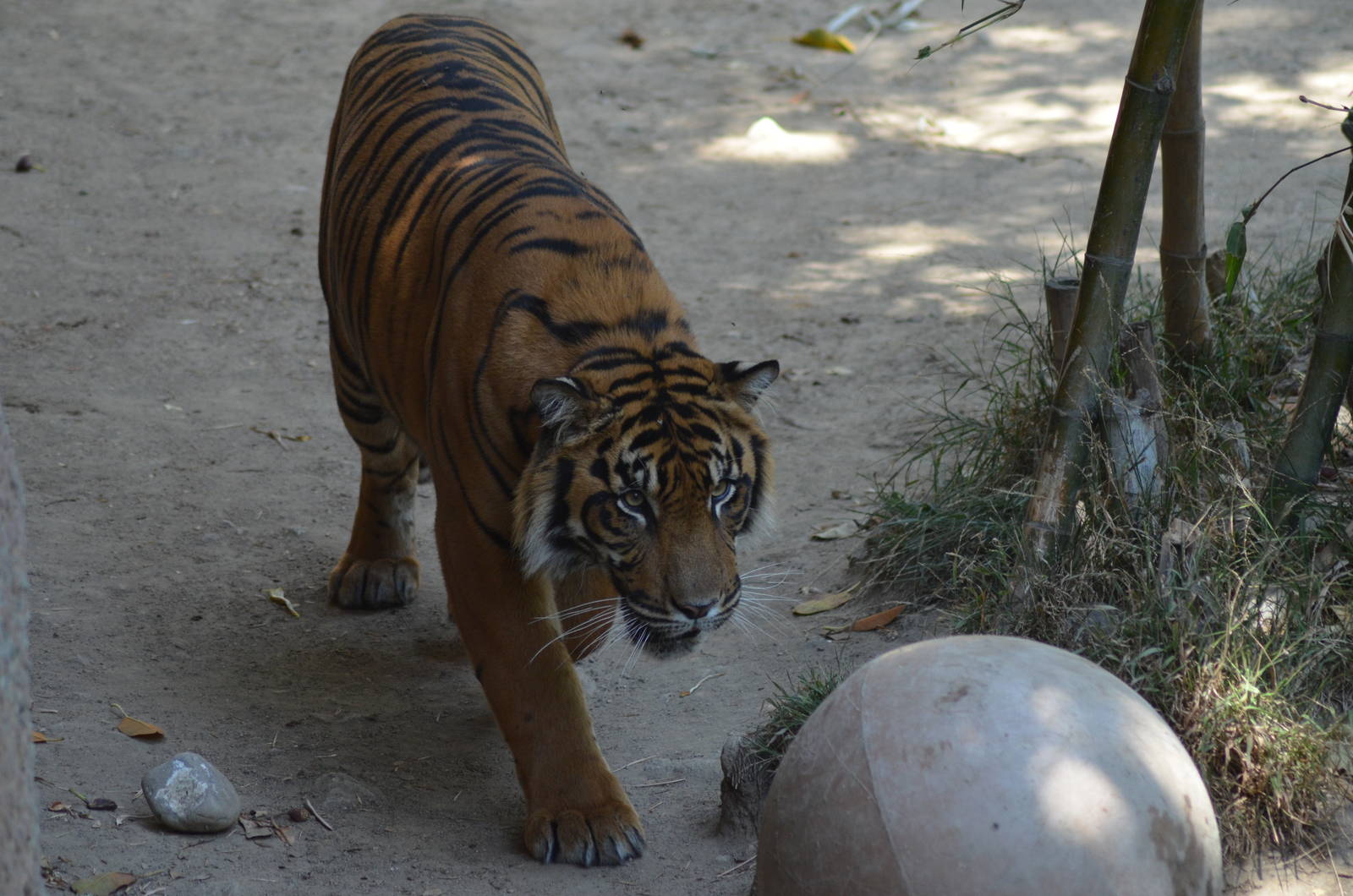 Sumatran Tigers At Play