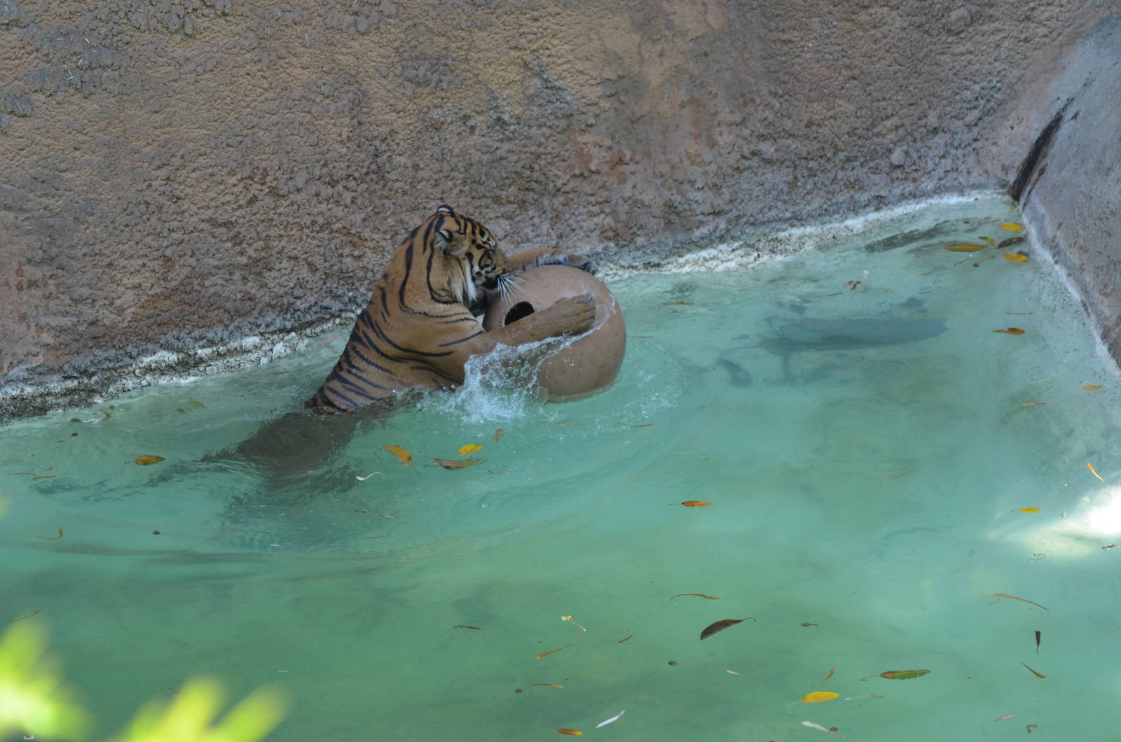 Sumatran Tigers At Play