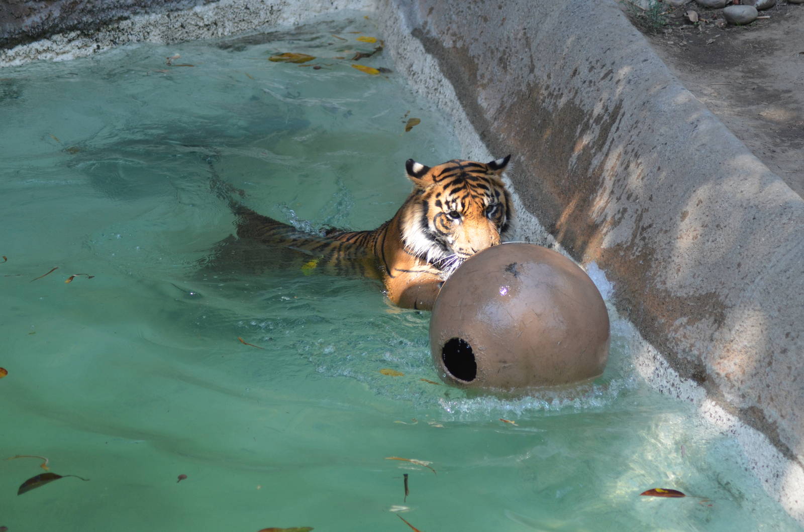 Sumatran Tigers At Play