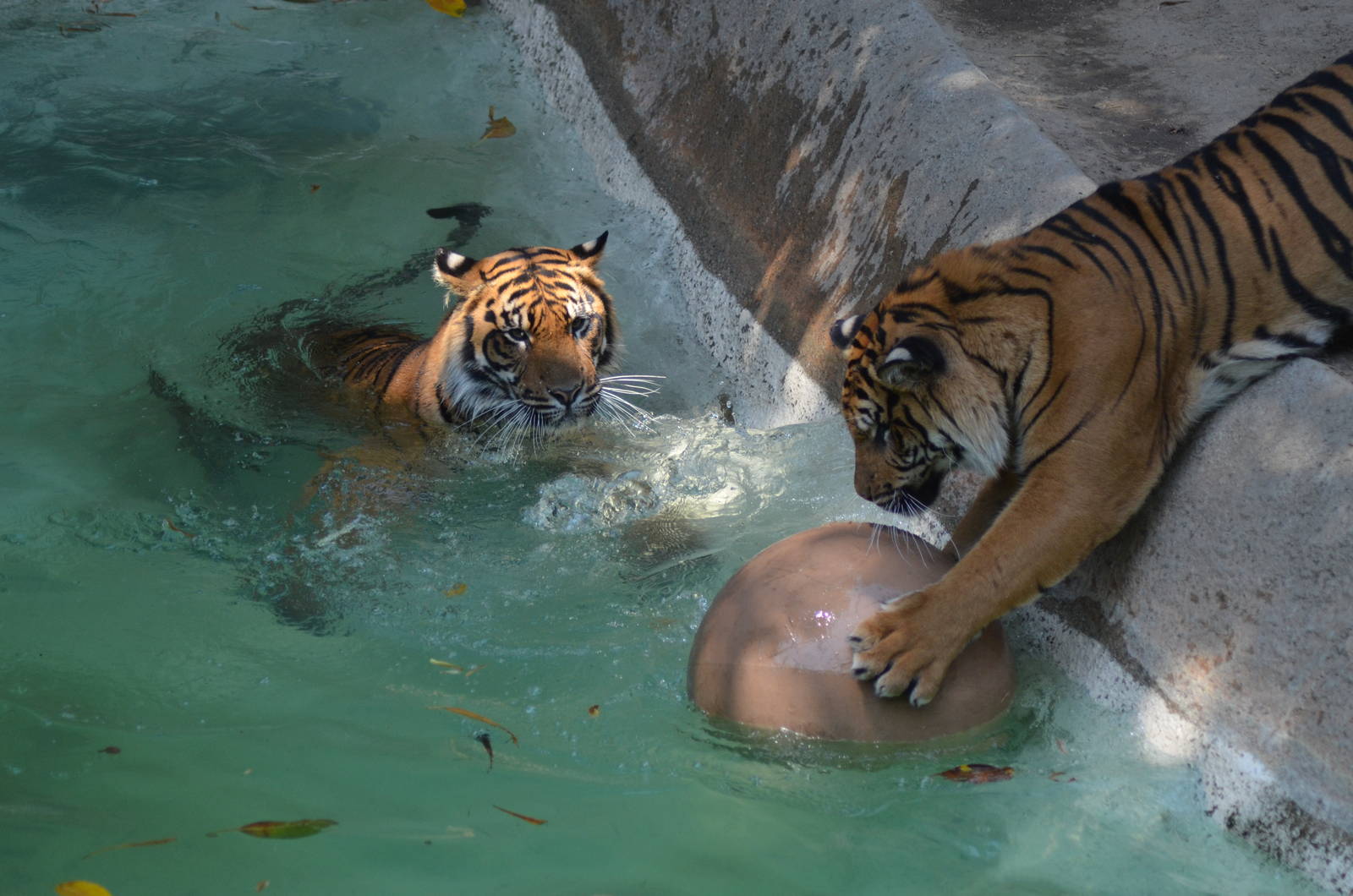 Sumatran Tigers At Play