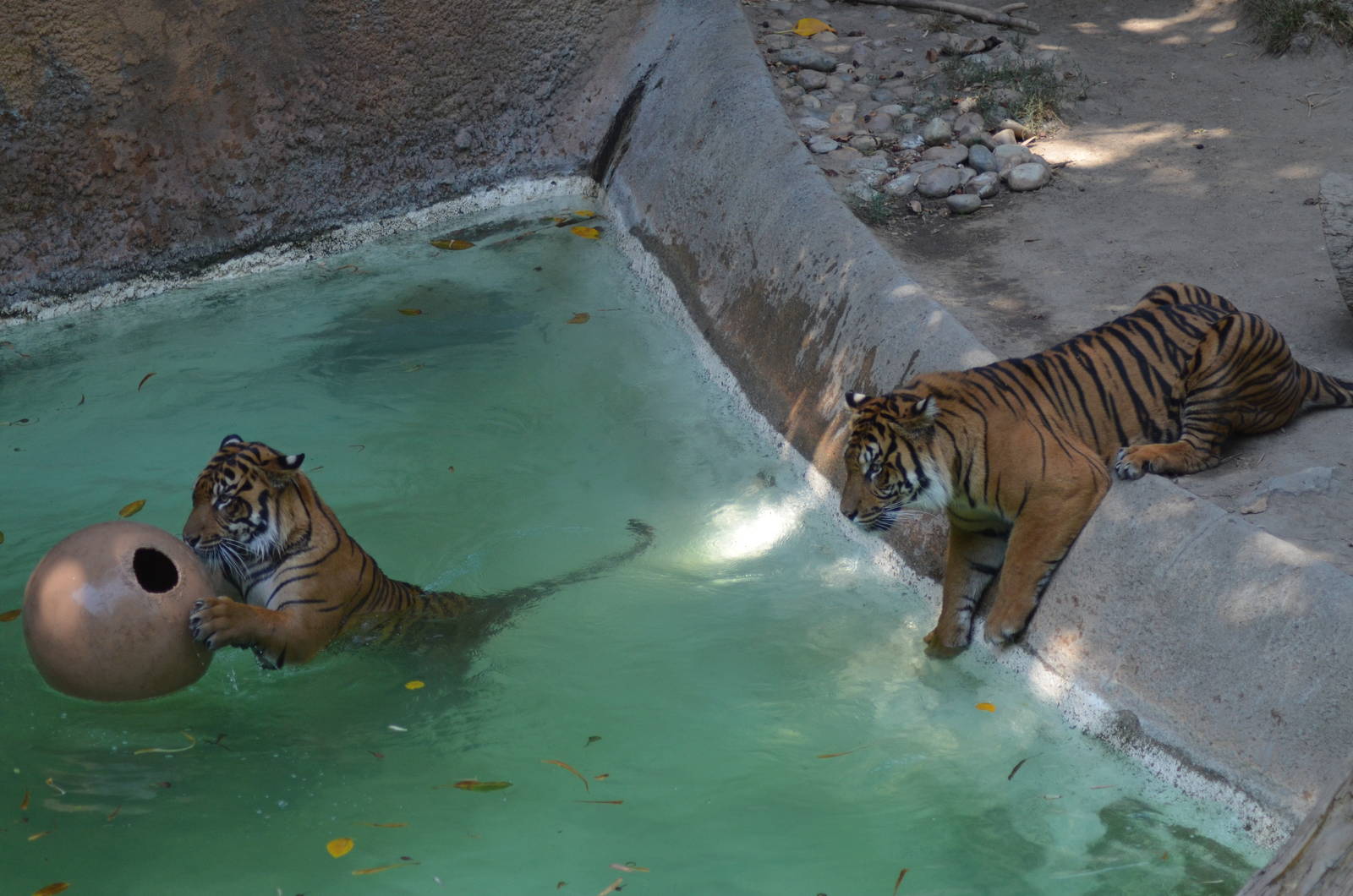 Sumatran Tigers At Play