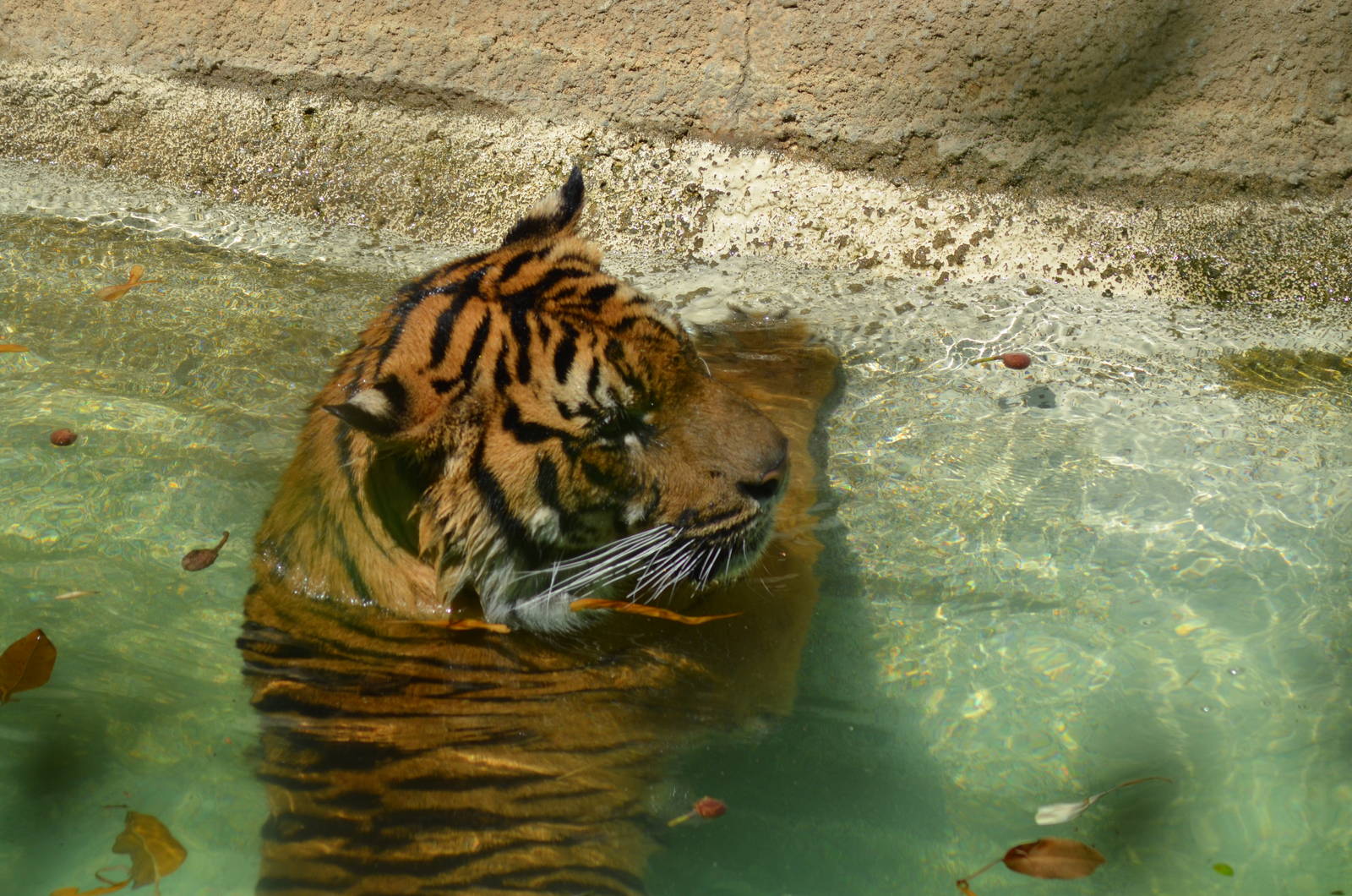 Sumatran Tigers At Play