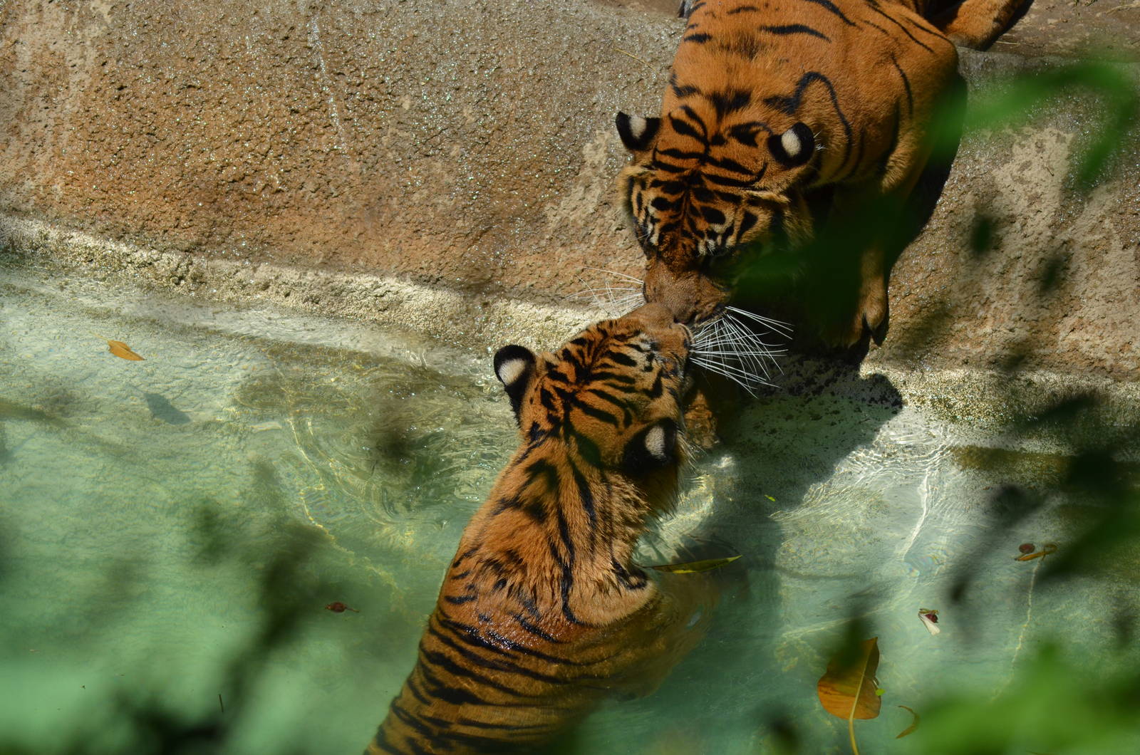 Sumatran Tigers At Play