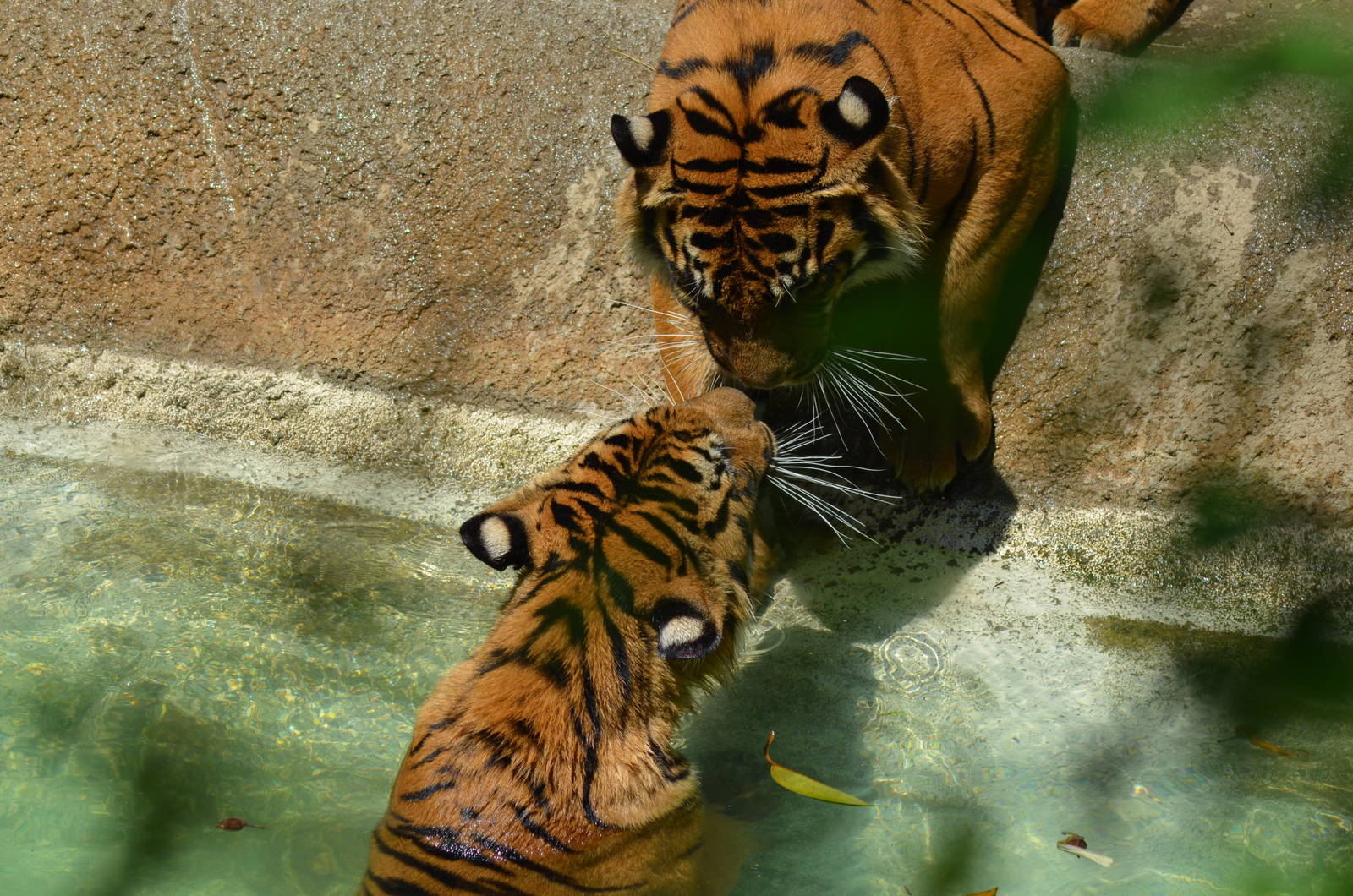 Sumatran Tigers At Play