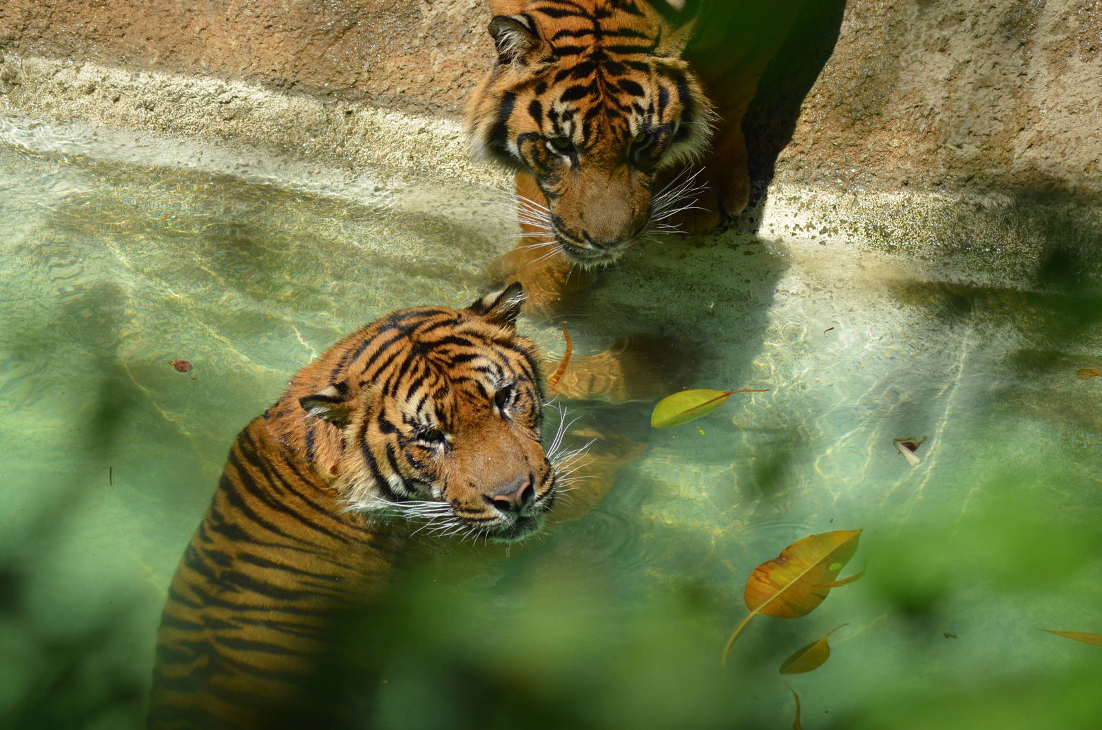 Sumatran Tigers At Play