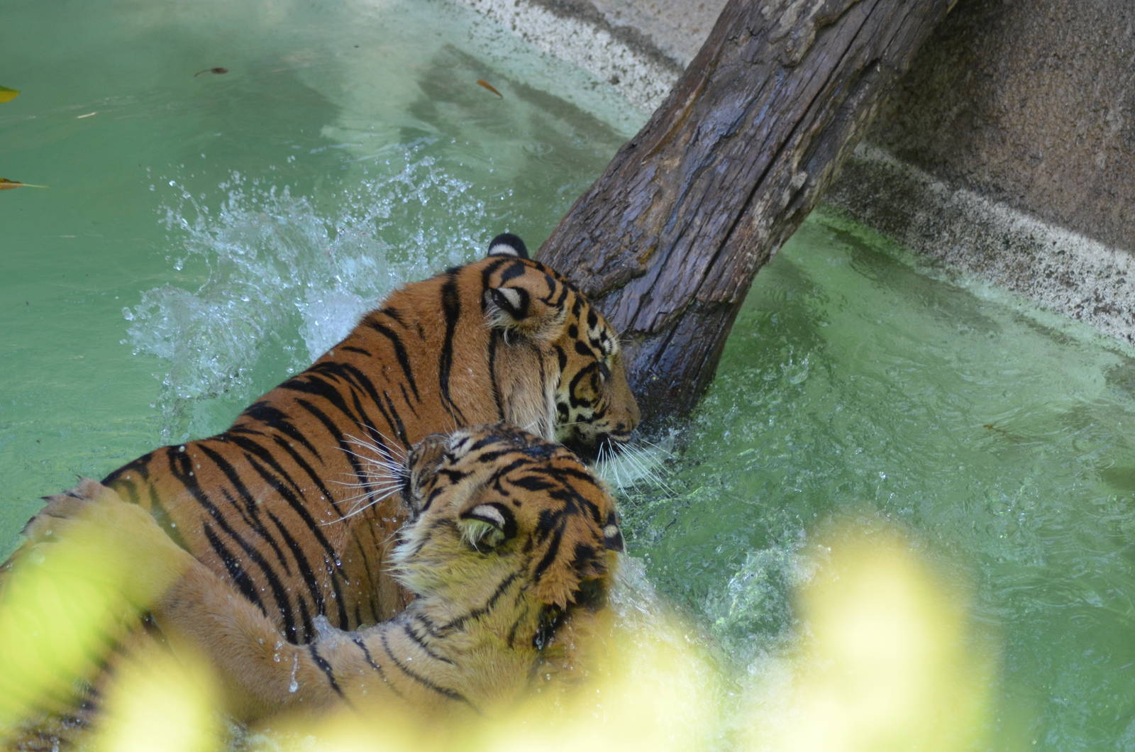 Sumatran Tigers At Play