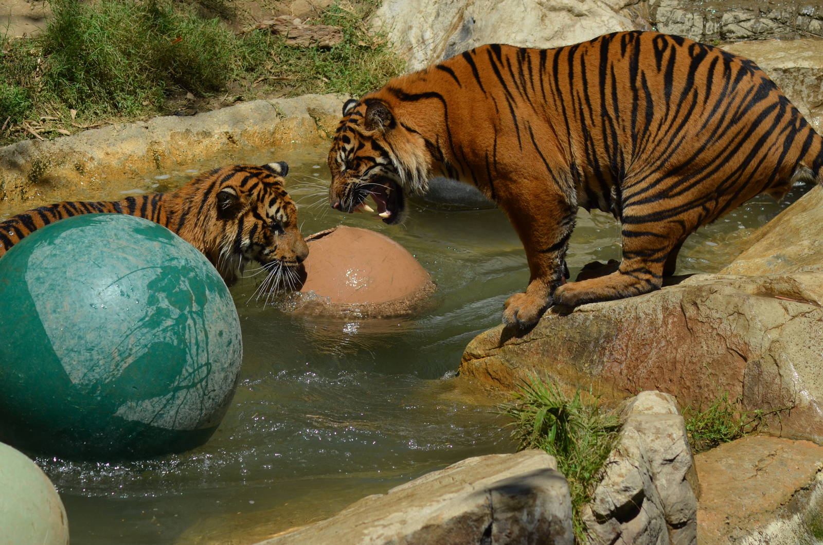 Sumatran Tigers At Play