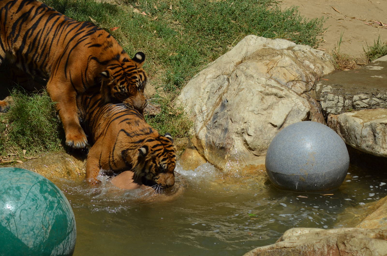 Sumatran Tigers At Play