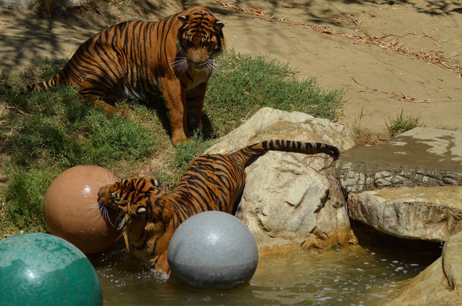 Sumatran Tigers At Play