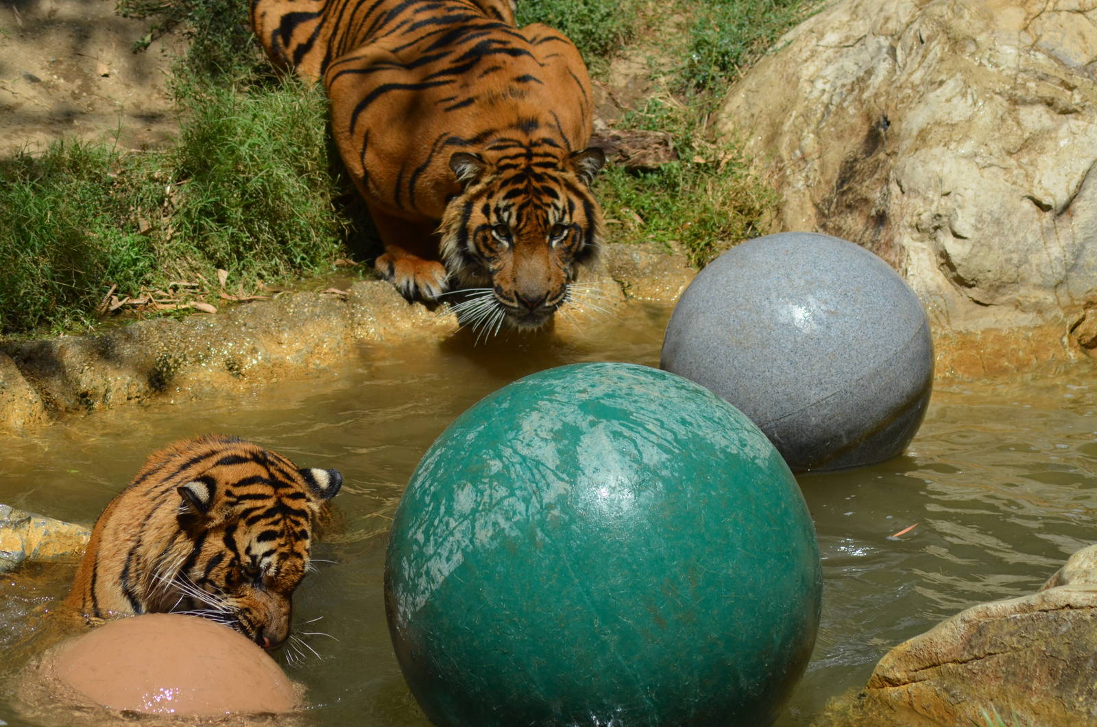Sumatran Tigers At Play
