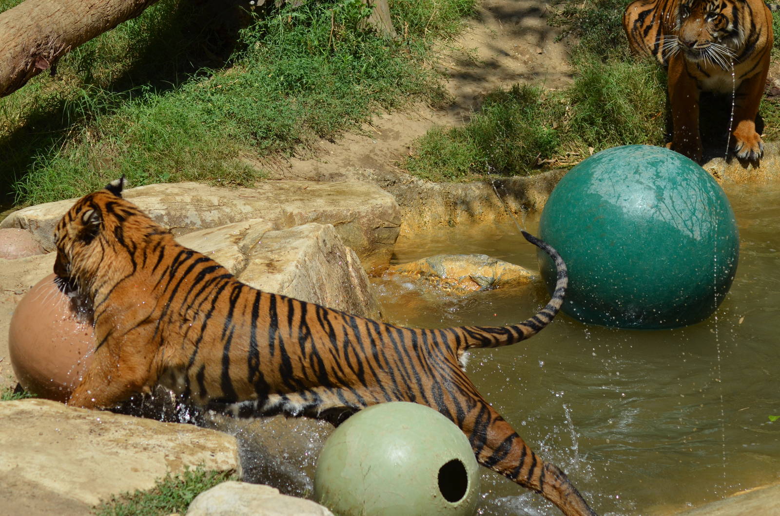 Sumatran Tigers At Play