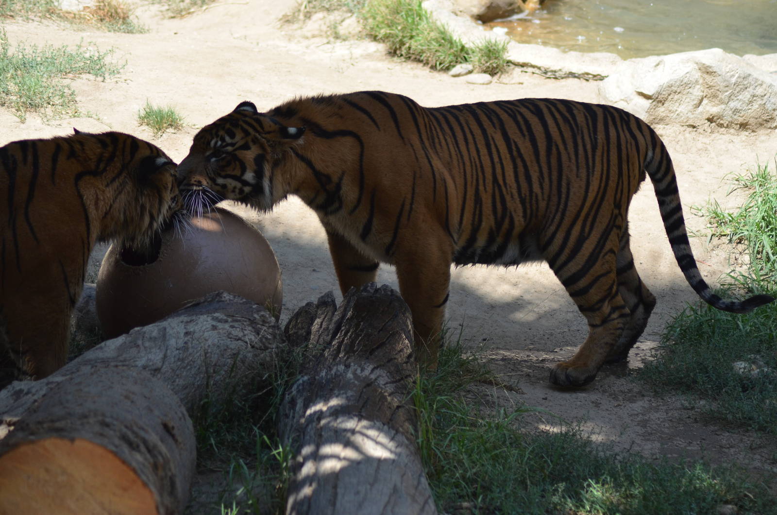 Sumatran Tigers At Play