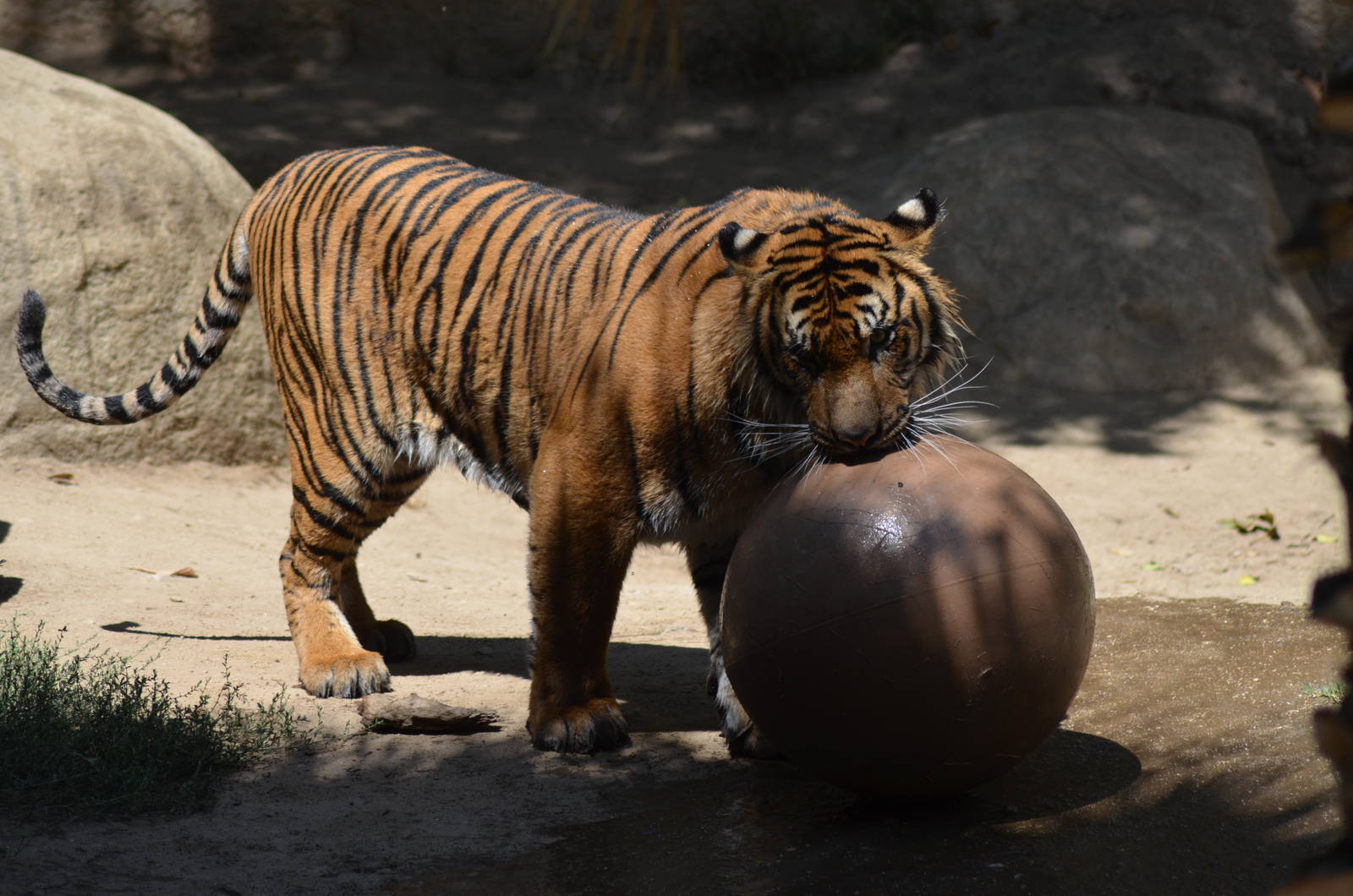 Sumatran Tigers At Play