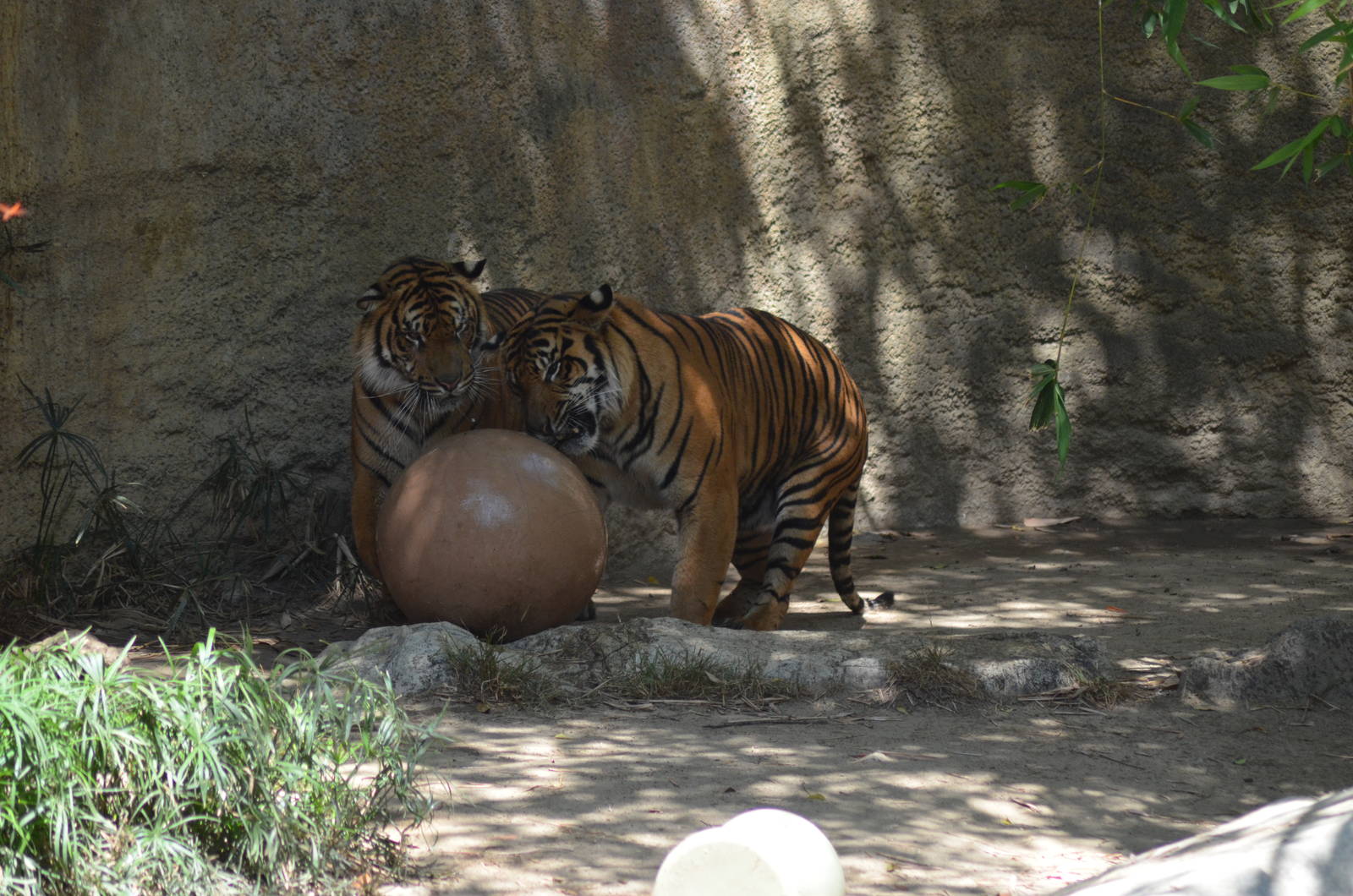 Sumatran Tigers At Play