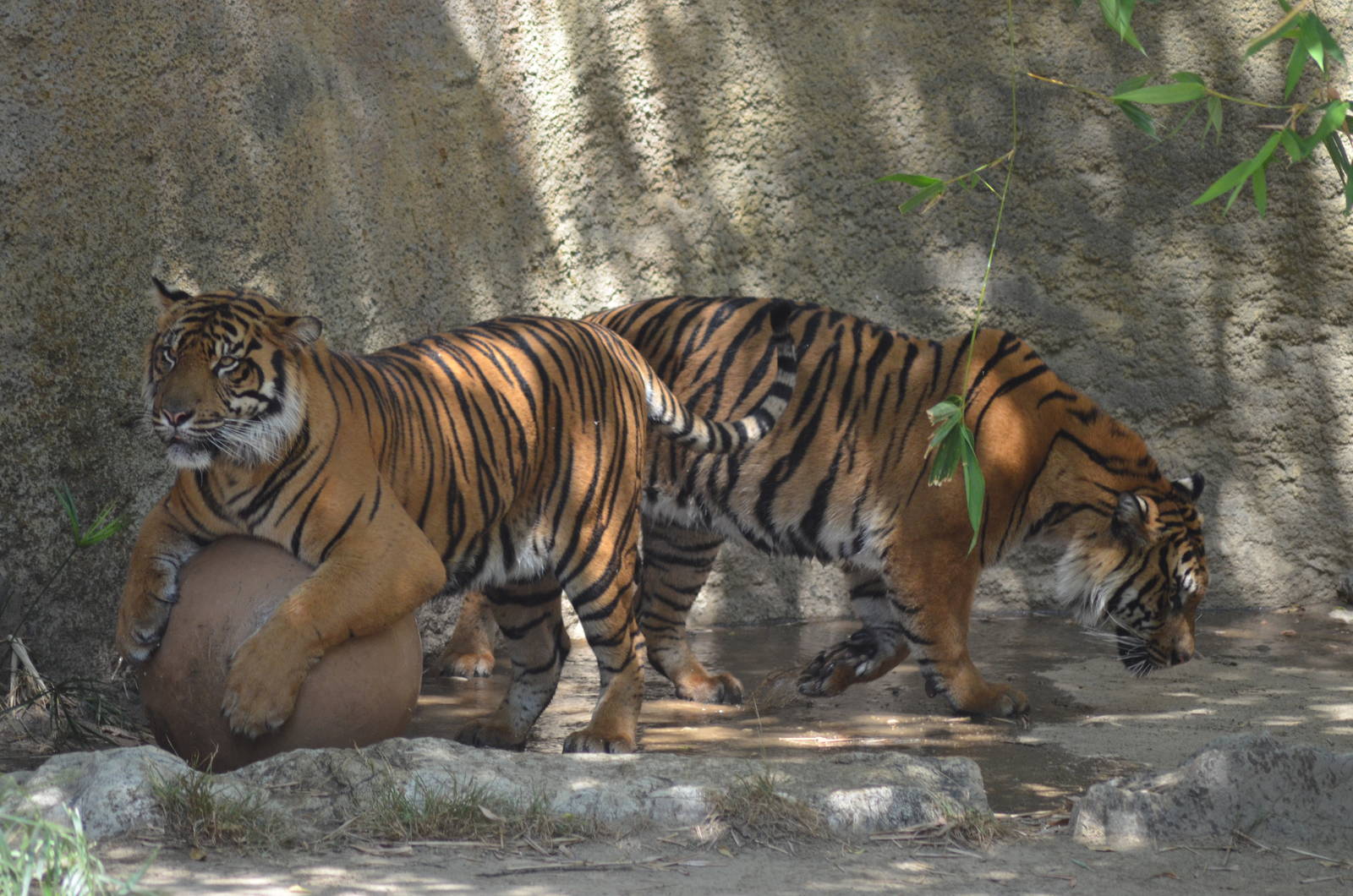 Sumatran Tigers At Play