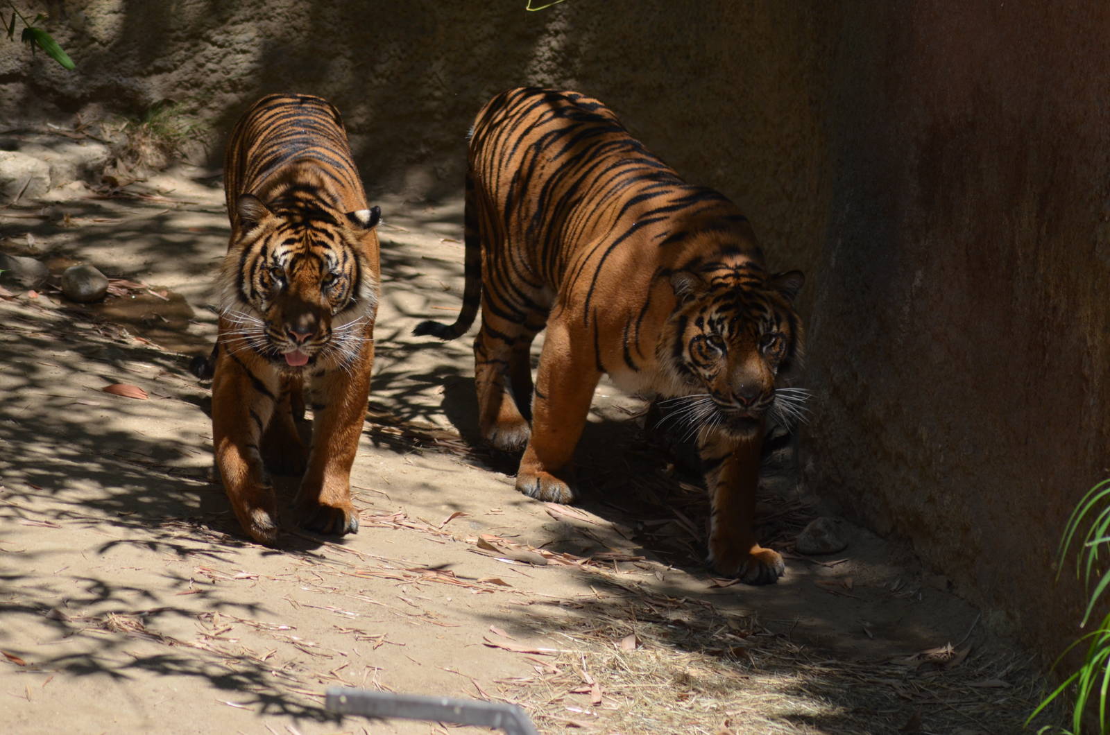 Sumatran Tigers At Play
