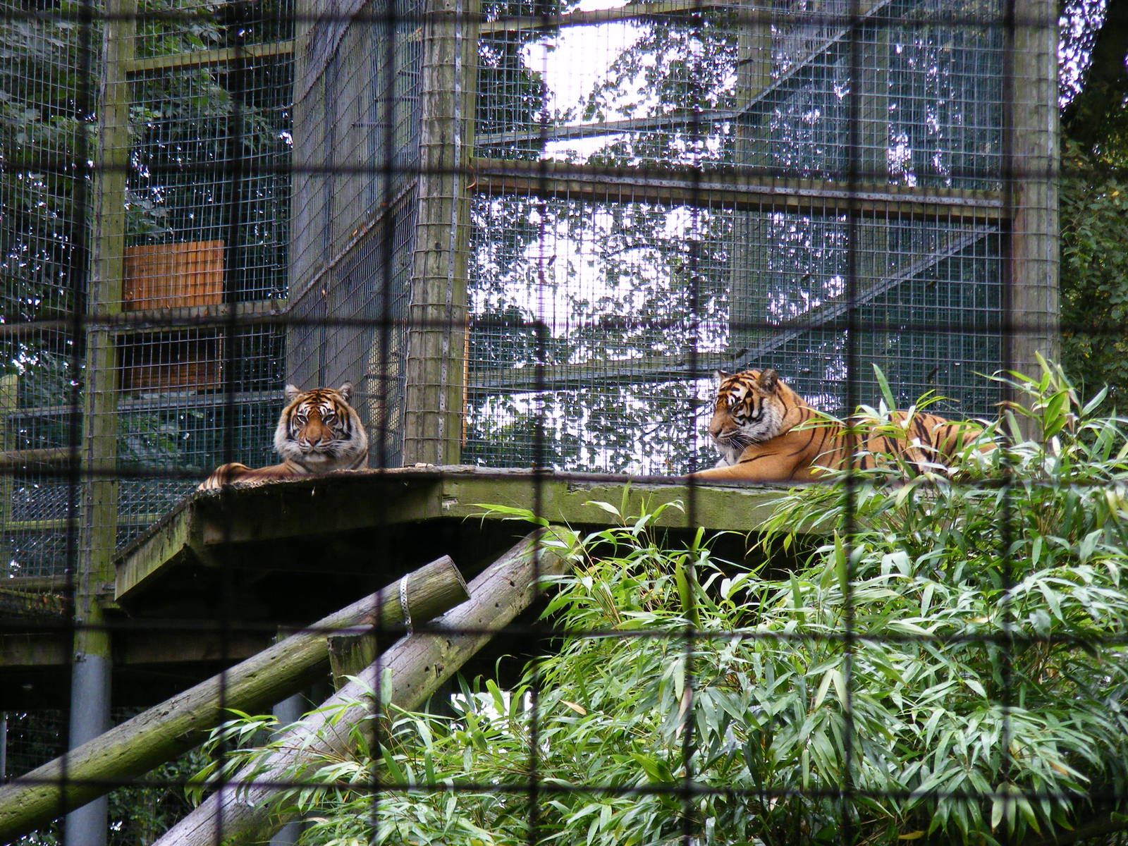 Sumatran tigers at Thrigby Hall, 14 September 2010