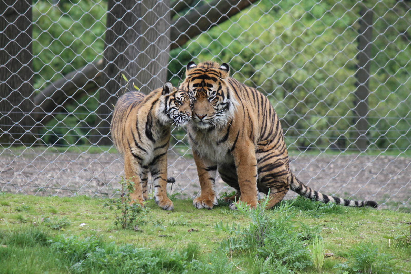 Sumatran tigers, Burgers' Rimba