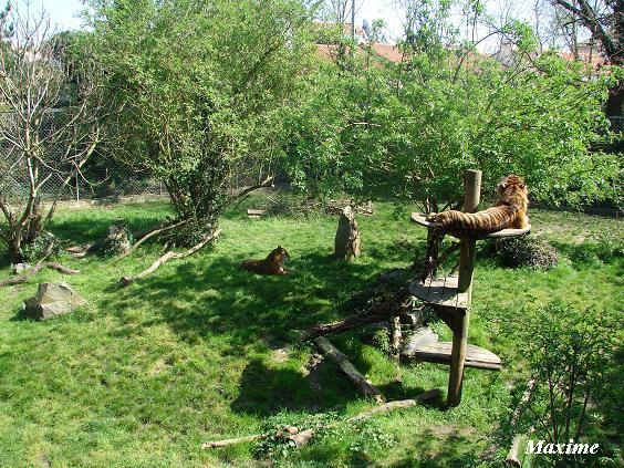 Sumatran Tigers enclosure - Les Sables d'Olonne (France)
