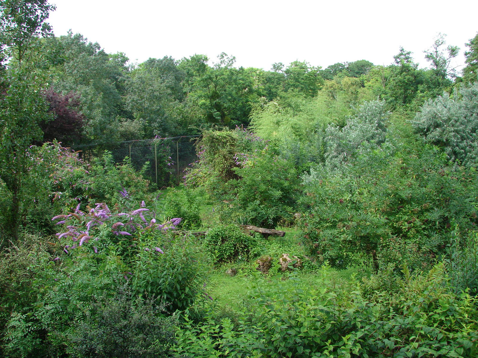 Sumatran Tigers exhibit