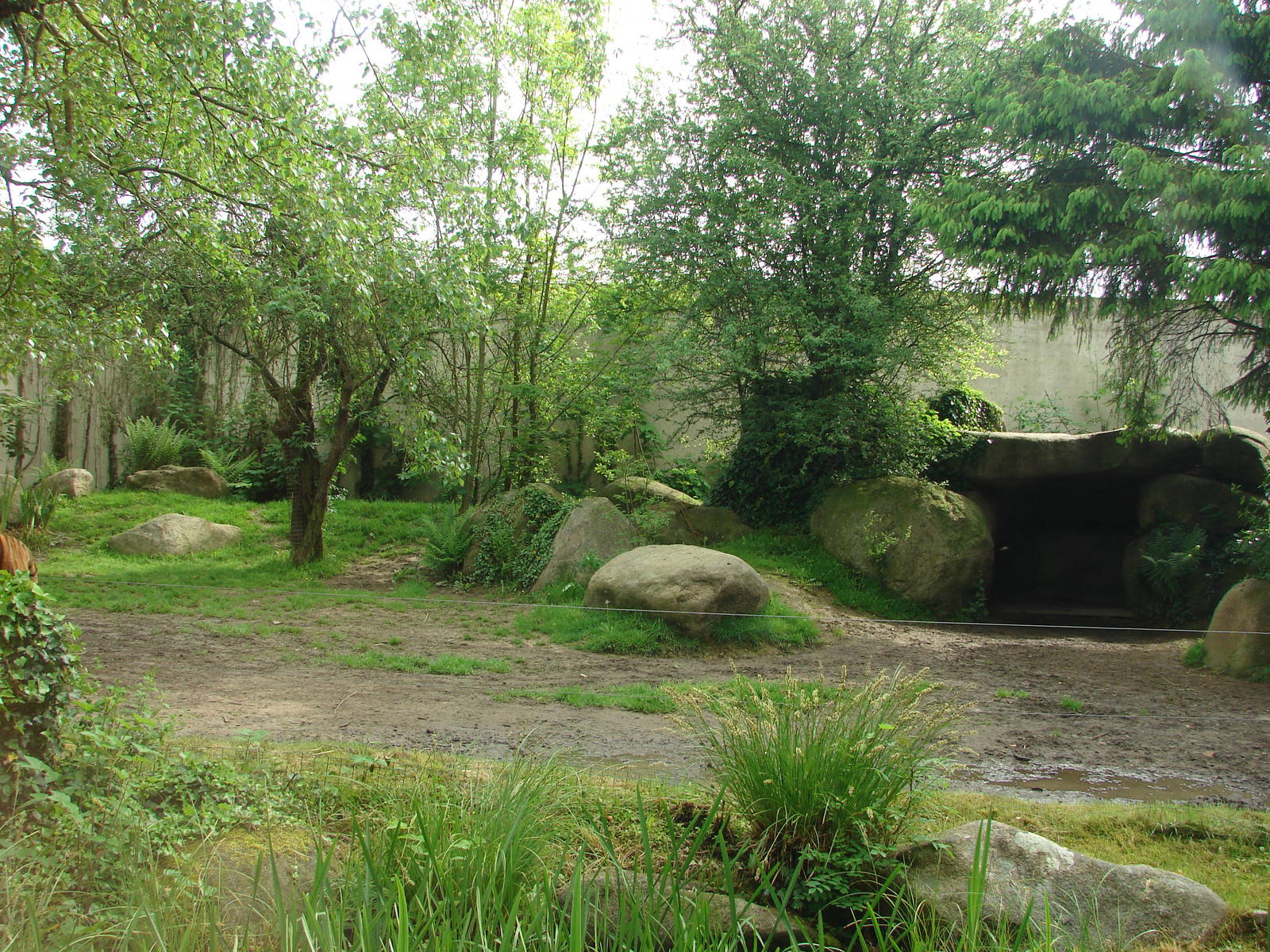 Sumatran tigers exhibit