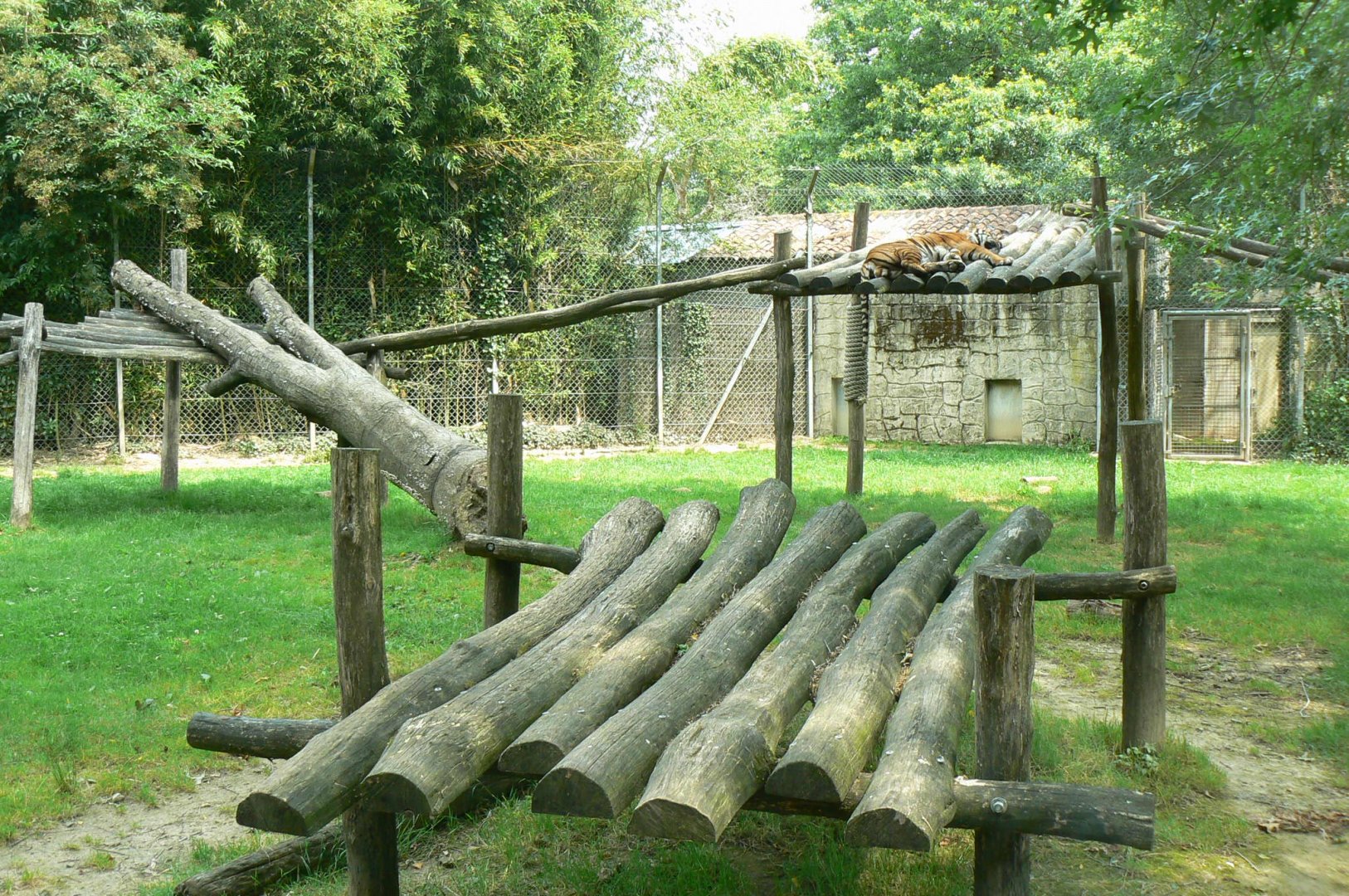 Sumatran tigers exhibit