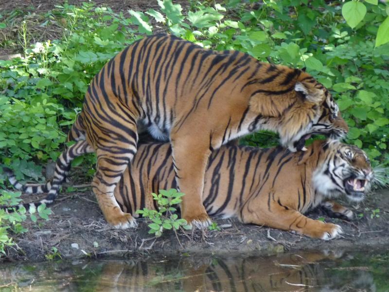 Sumatran Tigers having fun