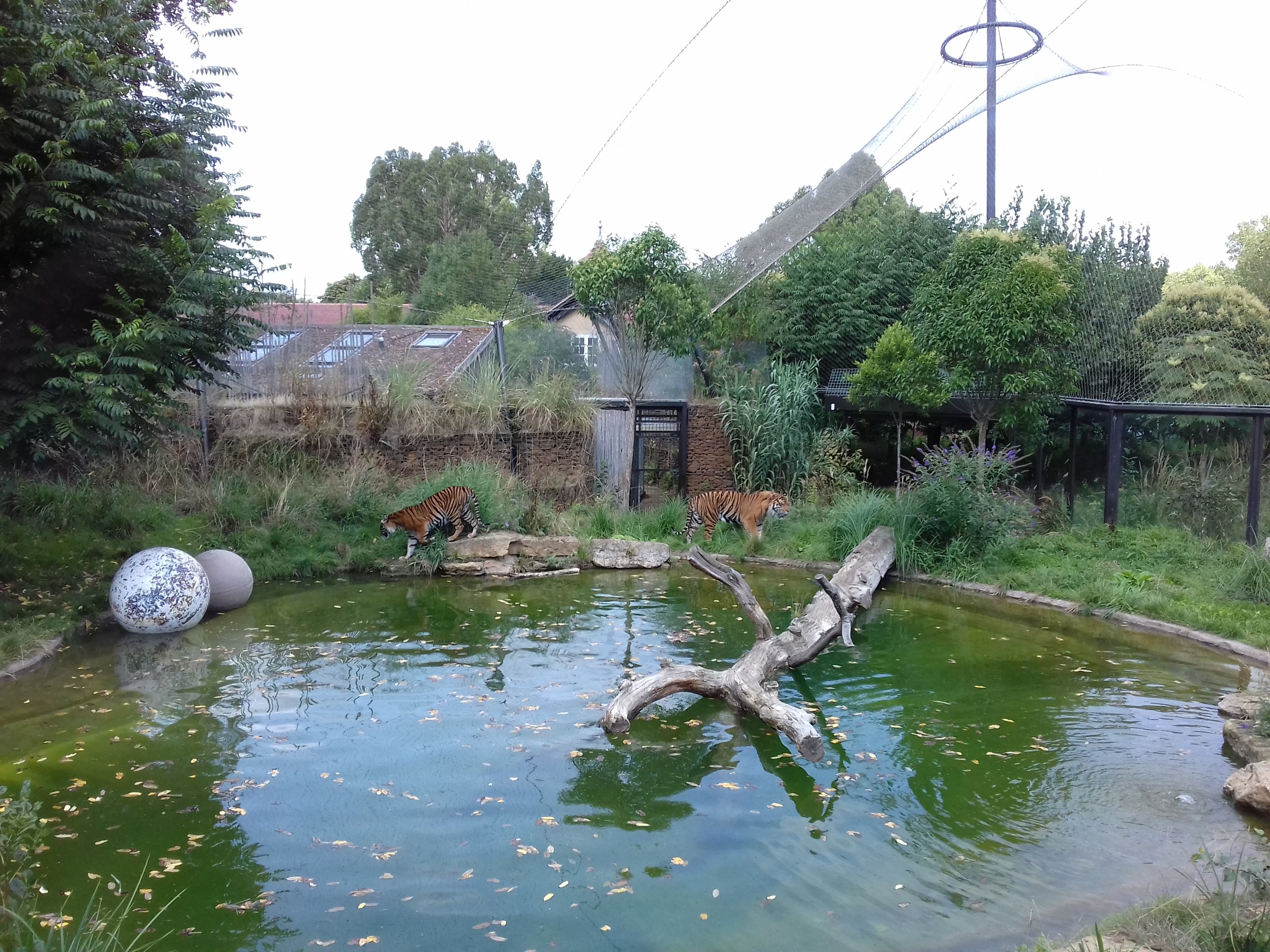 Sumatran Tigers Jae-Jae and Melati in the pond paddock