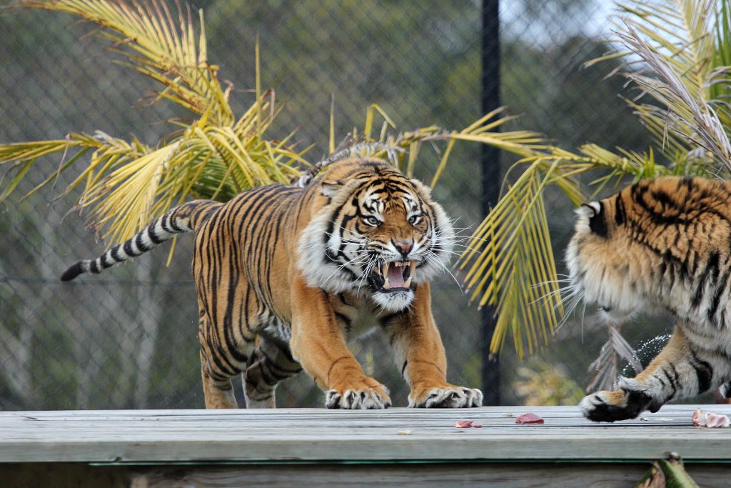 Sumatran Tigers - Jalur and Cinta