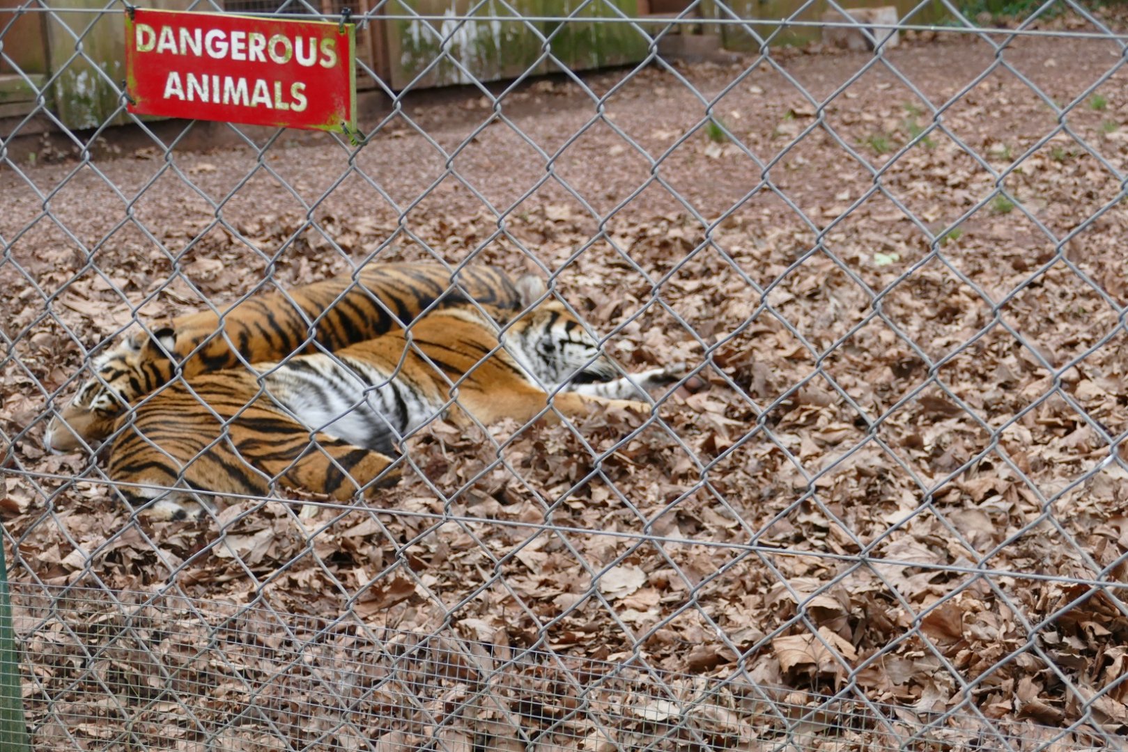 Sumatran tigers, January 2019